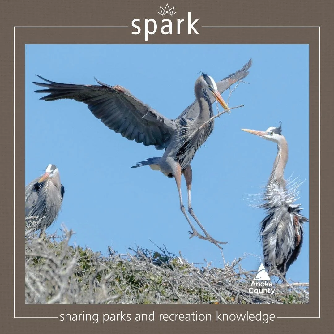 Bird migration is underway! Great blue herons, sandhill cranes, red-winged blackbirds, killdeer, and many waterfowl are starting to return to Minnesota. 🦆

The length of daylight in late March and April triggers birds to start moving and feel that u