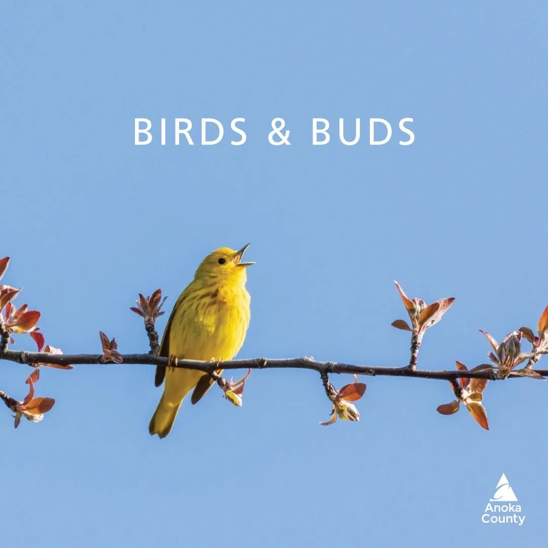 Take time to appreciate the cheeriness of birds chirping and tree buds blossoming this spring. 🐦 🌳

Anoka County Parks has 14 parks, two conservation areas and one natural area to explore. That&rsquo;s more than 11,500 acres of beautiful open space