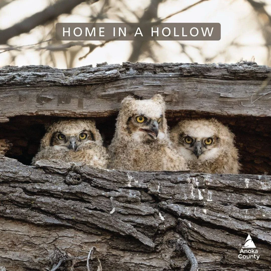 Many people had the opportunity to observe great horned owlets at Coon Rapids Dam Regional Park early this spring. They made their nest in a cavity of a broken tree or snag.

Snags are dead whole or partial trees that play an important part of any fo