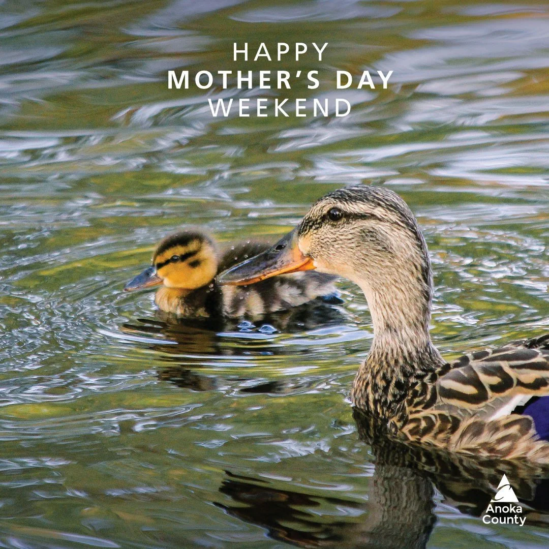 Happy Mother&rsquo;s Day Weekend! We hope you have something special planned for your mom. A visit to a park for a picnic and a walk is a great way to make memories and enjoy time together. 🩷 🌳 💐

#AnokaCountyParks