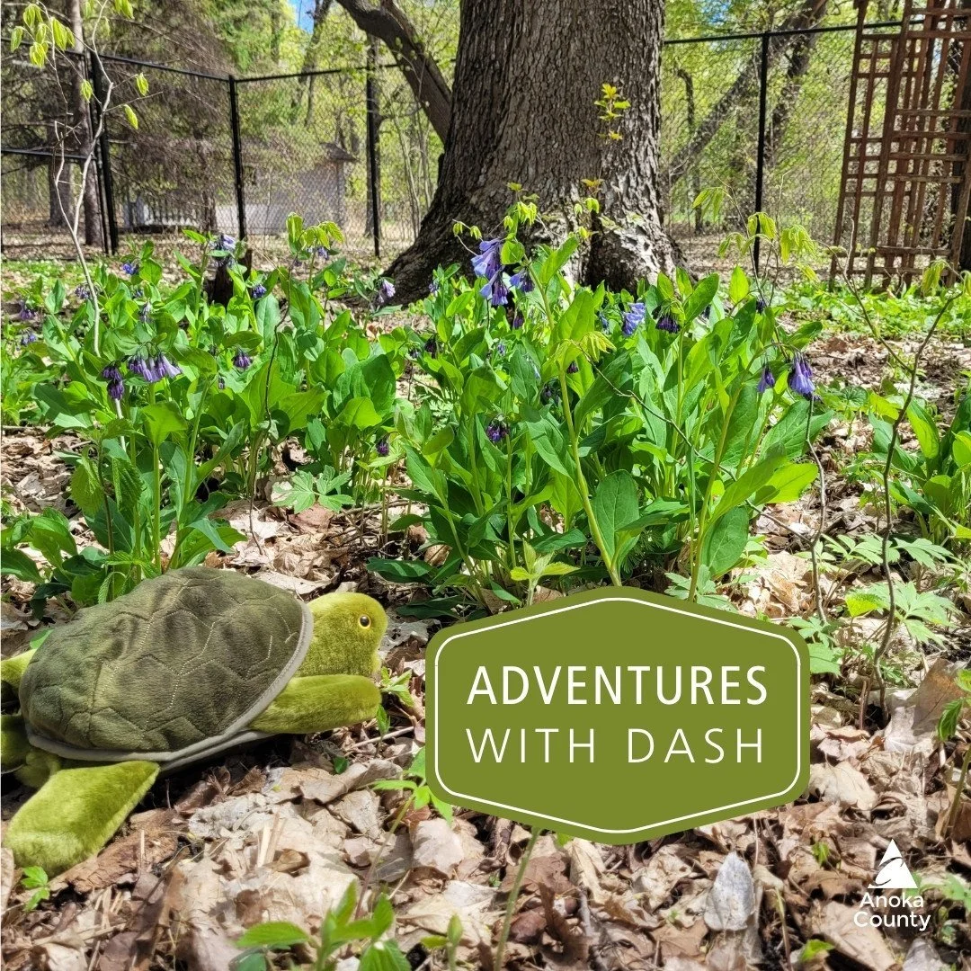 Dash wanted to go for a walk in the woods, but we found him napping in the Wildflower Garden by the Virginia bluebells. Can you blame him? 🐢💤 

These beautiful spring ephemerals are only here for a few weeks before they disappear until next year. I