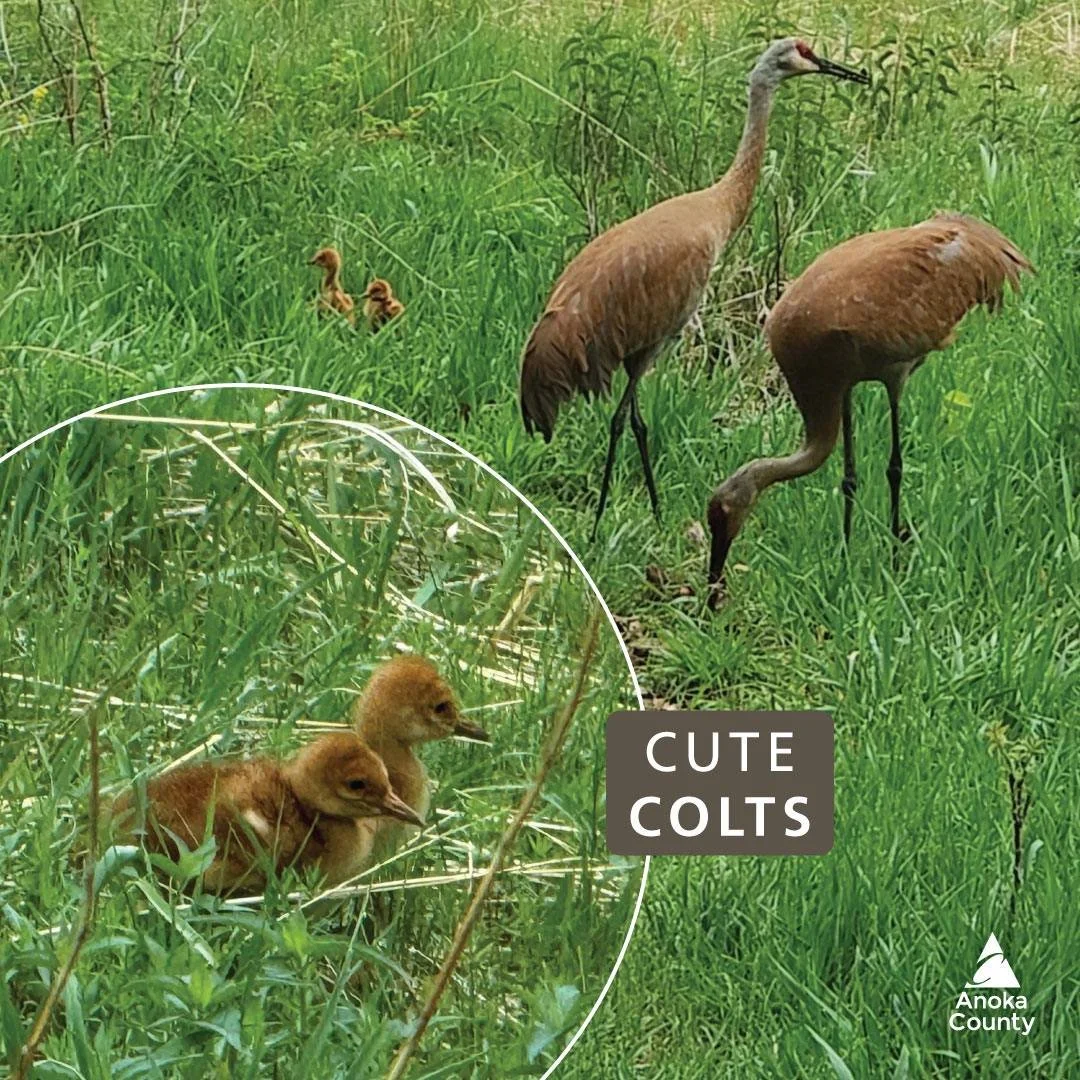 Wargo&rsquo;s resident sandhill crane couple now have two colts! They&rsquo;re cute but will grow fast. Within eight hours of hatching the colts were out of the nest roaming around. They&rsquo;ll grow to the size of their parents in a few months. The