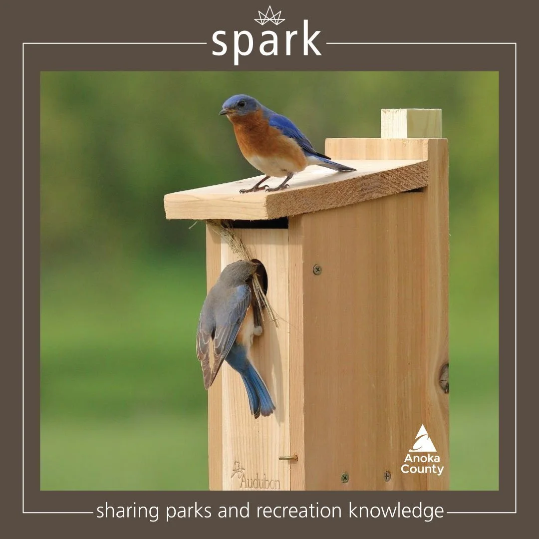 A single pair of bluebirds and their nestlings can eat up to 2,000 insects in one day, making them a favorite bird species among farmers and gardeners.

Bluebirds cannot drill their own holes, so they rely on abandoned woodpecker nests or artificial 