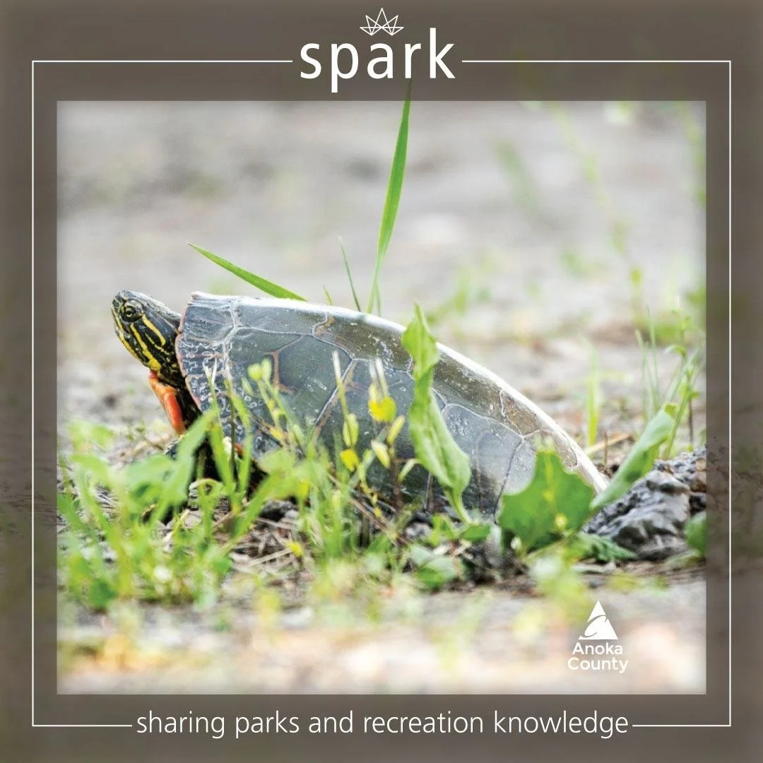 From late spring to early summer, painted turtles and snapping turtles are active throughout the parks as they look for nesting sites on land. These turtles will seek out open areas with looser soils to lay their eggs, including lawns and near the ed