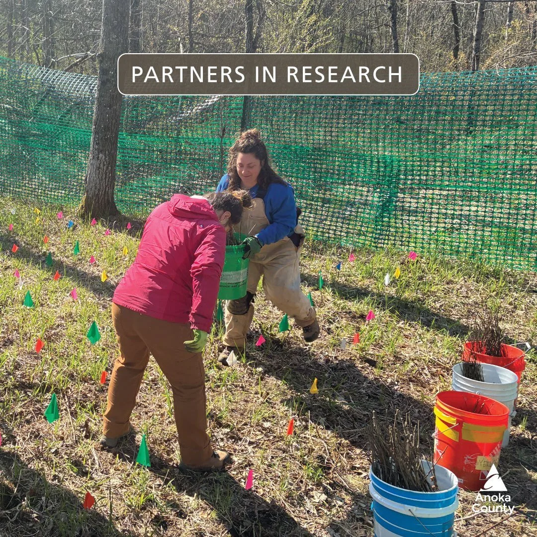 In late April, our Natural Resources team and research teams from the University of Minnesota Montgomery Lab planted a variety of tree seedling species in research plots at Bunker Hills, Coon Rapids Dam, and Rum River Central Regional Parks. The rese