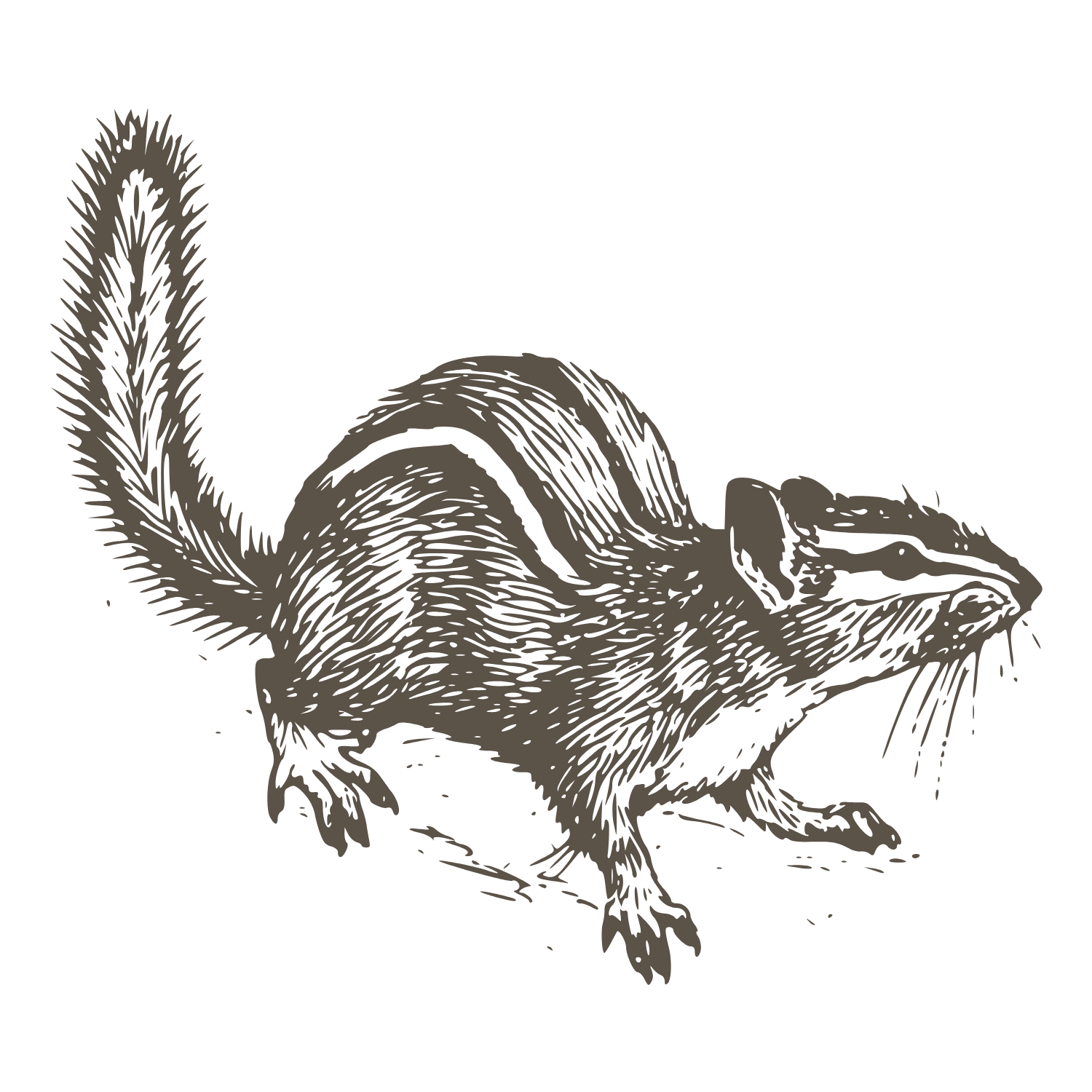 Drawing sketch of a chipmunk