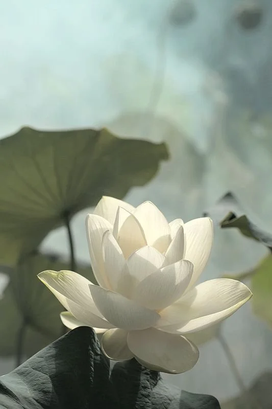 Reiki - Online Session 30 mins