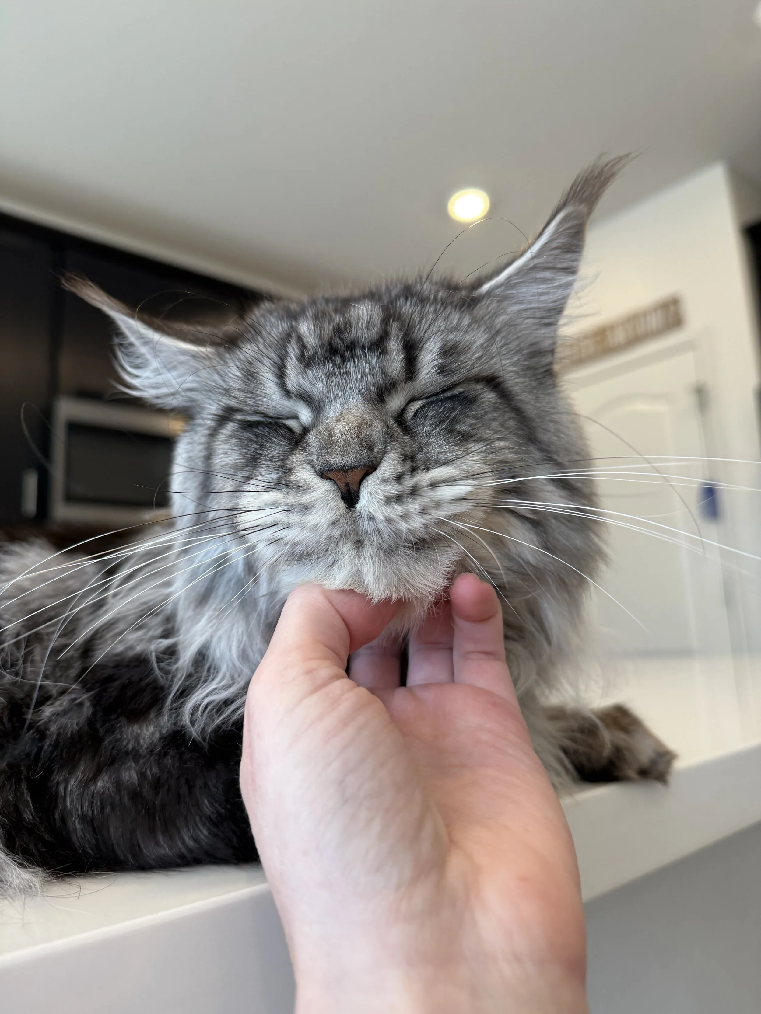 Close-up of a gray fluffy cat with closed eyes being gently petted under its chin by a person.