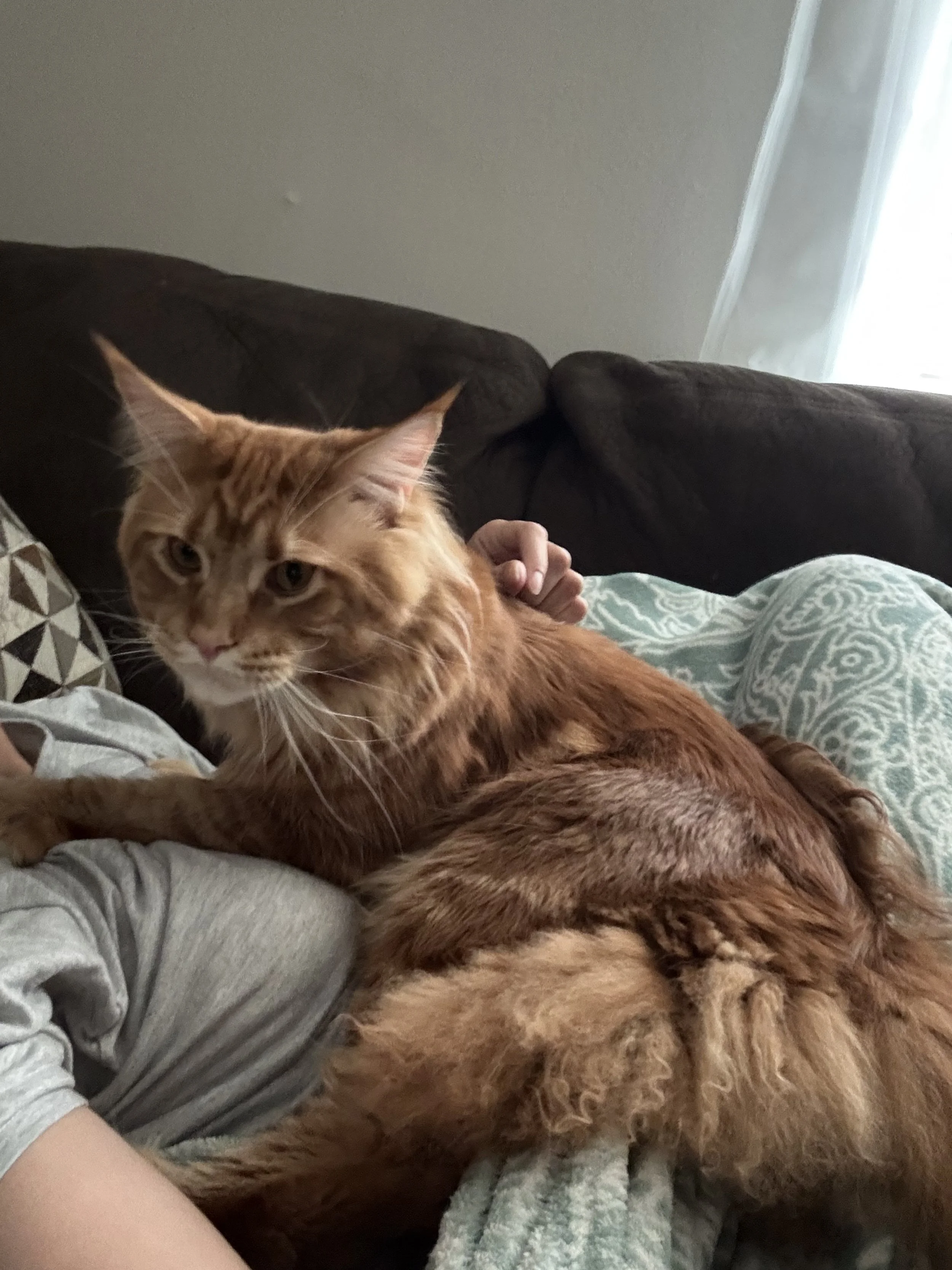 A ginger cat lying on a person's lap on a couch in a living room.