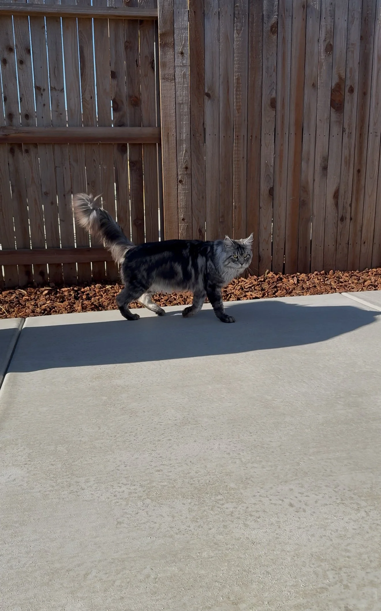 A long-haired gray and black striped cat with a fluffy tail walking on a concrete sidewalk next to a wooden fence.