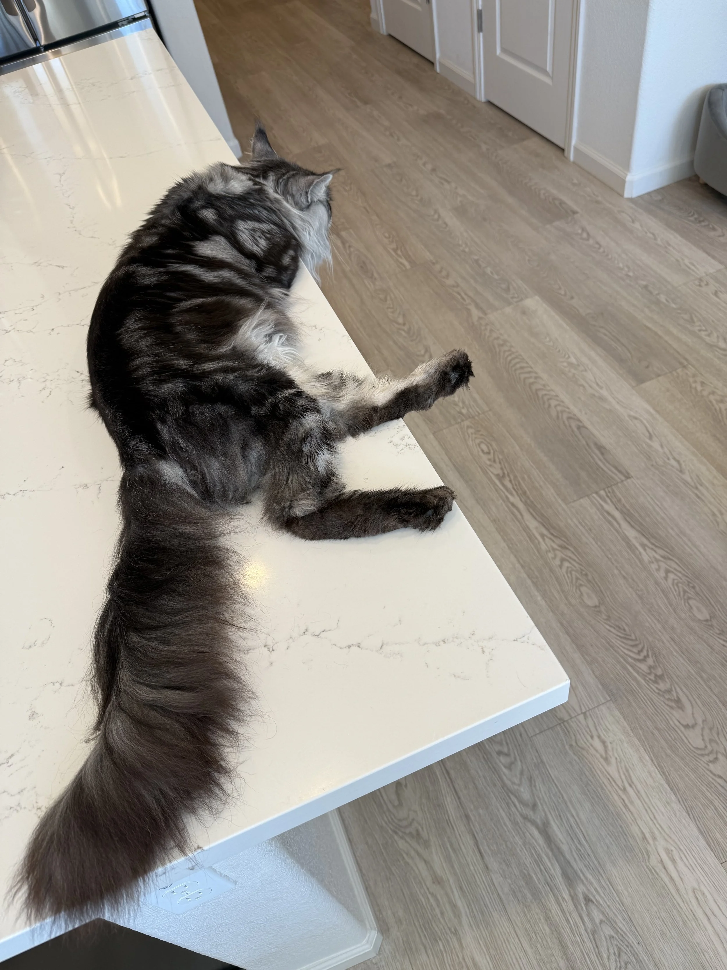 A long-haired black and gray tabby cat lying on a white kitchen countertop, with one paw hanging off the edge, looking away.