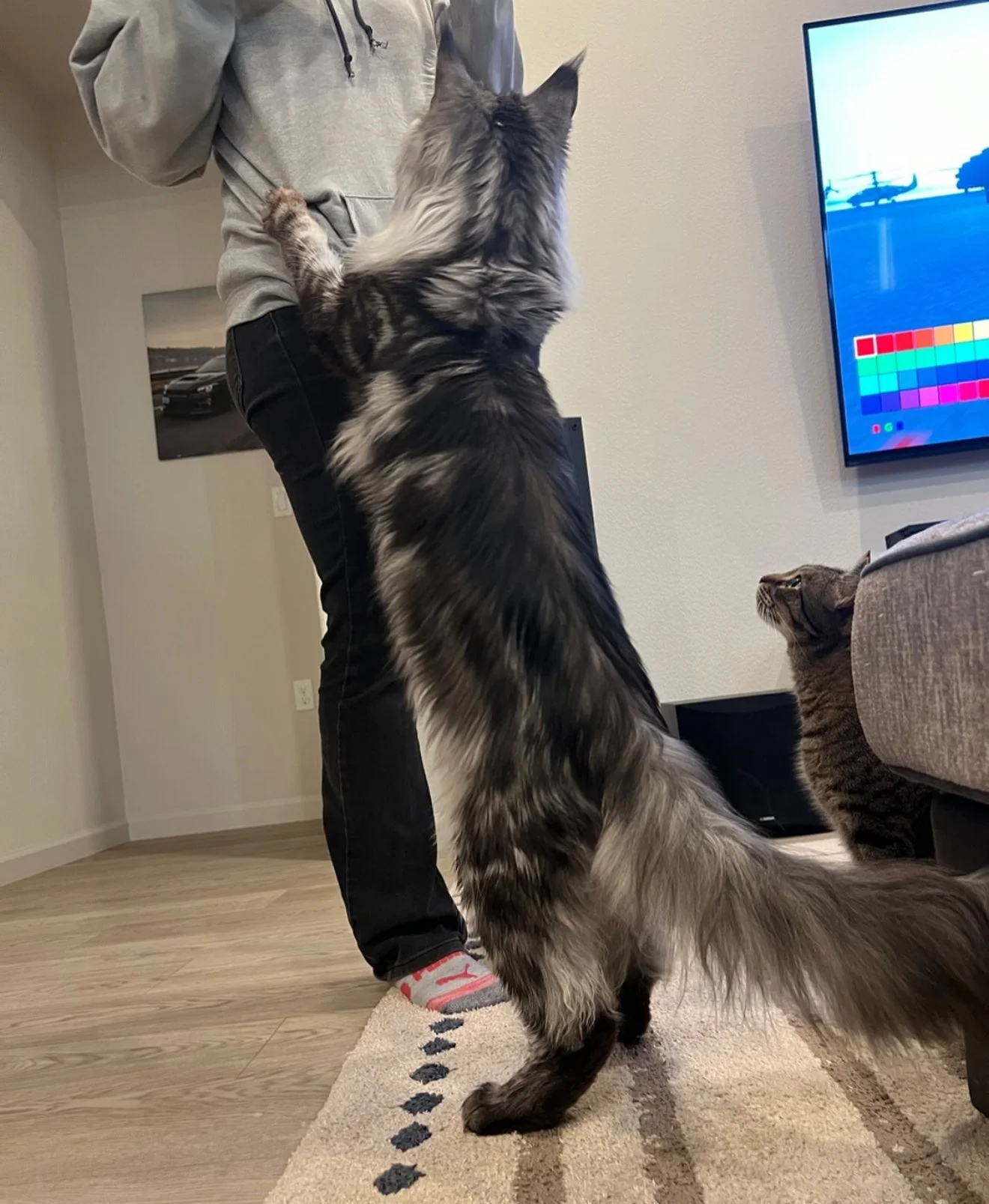 A large, long-haired cat standing on its hind legs with front paws on a person's waist. There is another cat sitting on a couch watching. The person is wearing black pants, a gray hoodie, and colorful socks. A TV screen is visible on the wall.