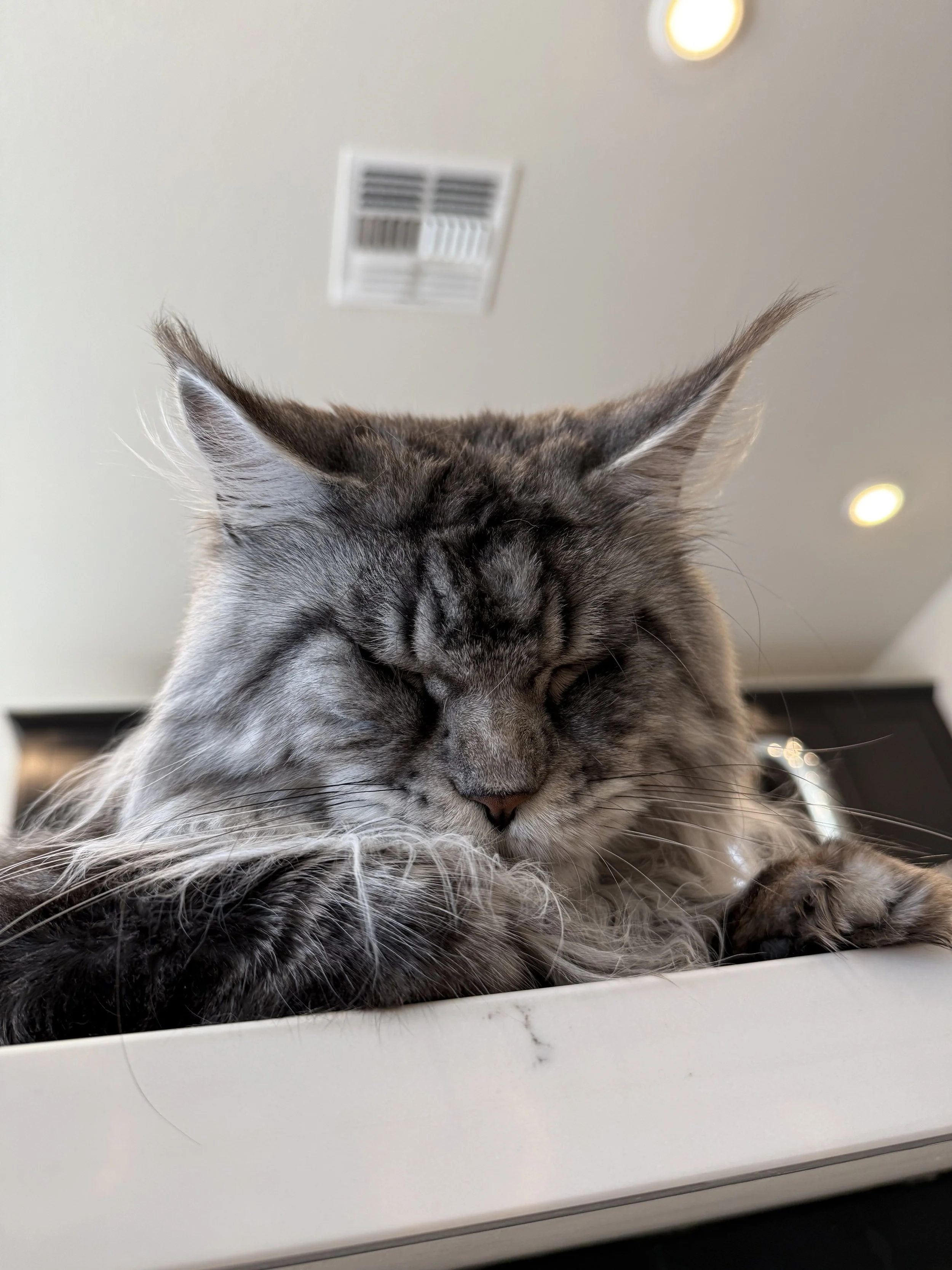 Close-up of a fluffy gray tabby cat sleeping with eyes closed, lying on a white surface indoors.