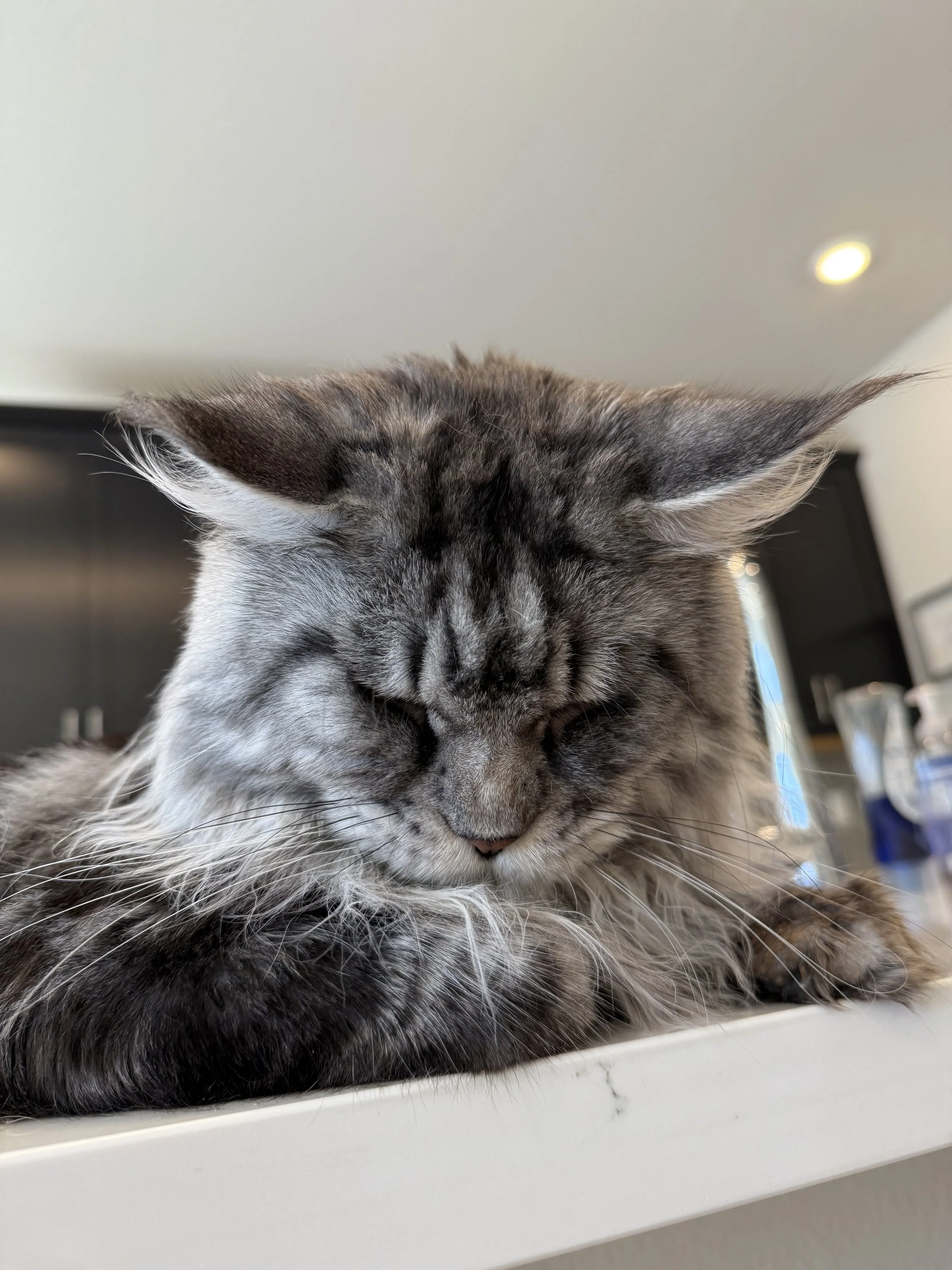 Close-up of a gray tabby cat with long fur, resting its head on a white surface with eyes closed.