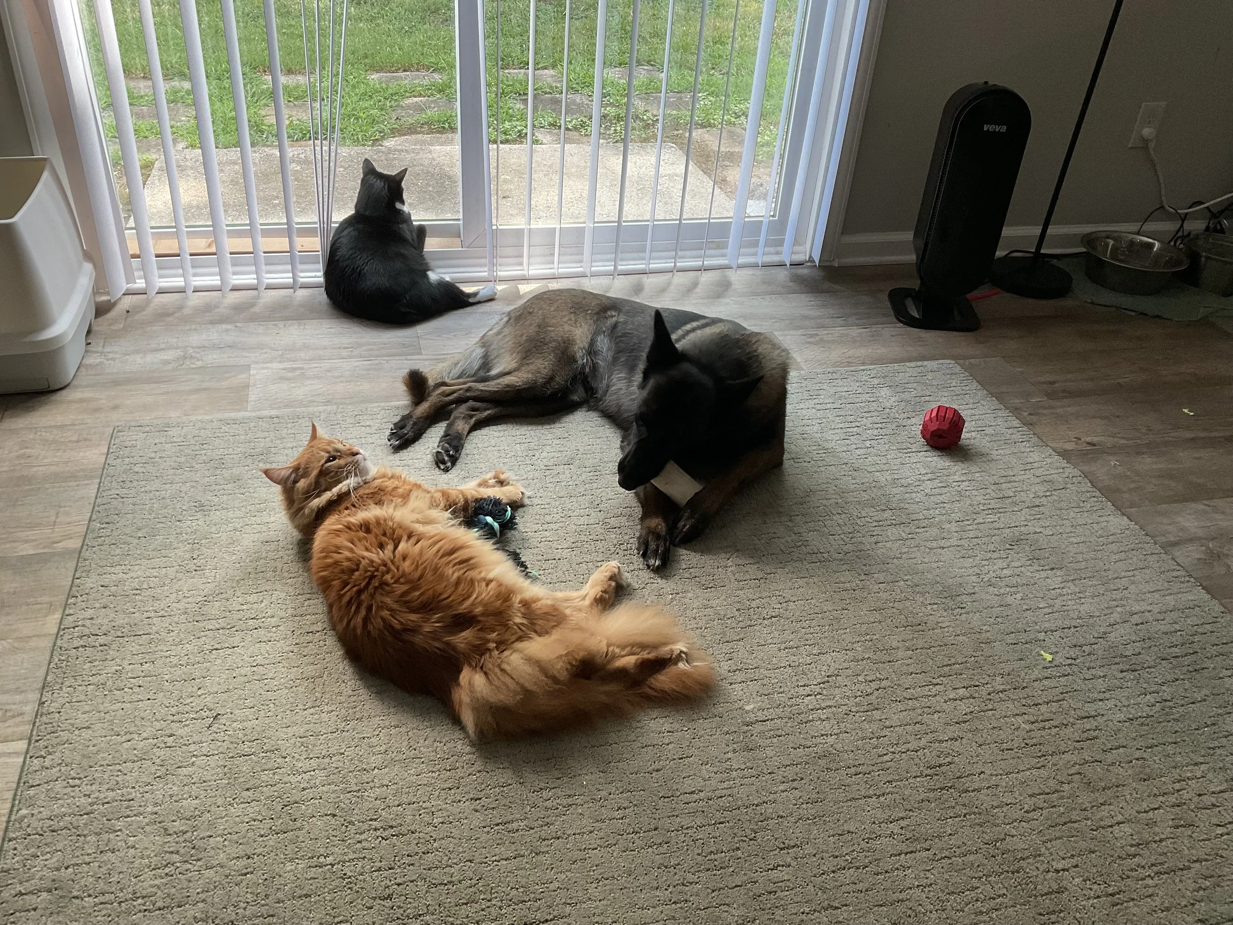 Interior of a room with a beige rug on wooden floor, featuring a black and white cat, an orange fluffy dog with a toy, and a black and tan German Shepherd lying near a sliding glass door. Outside the door, a concrete pathway and green grass are visib