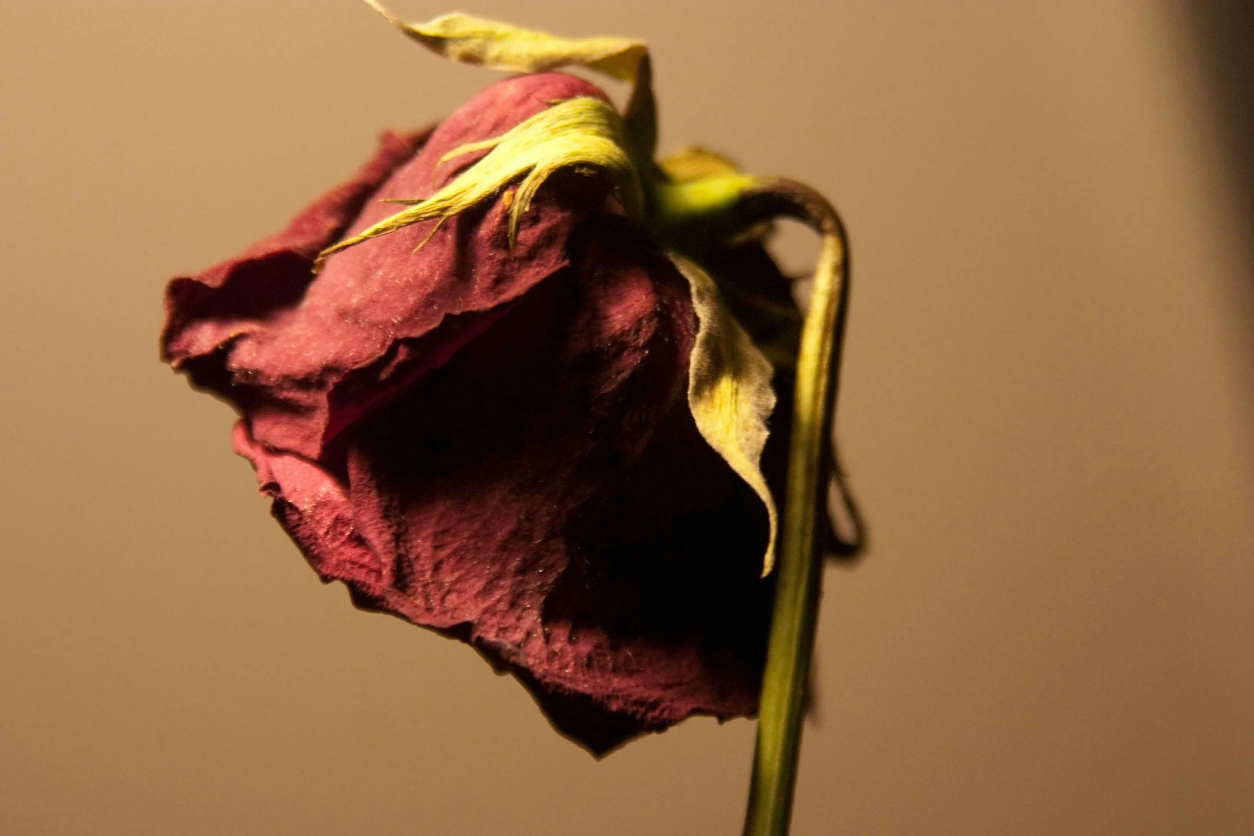 Une rose séchée avec des pétales fanés de couleur rouge foncé et quelques feuilles jaunes, contre un fond beige.