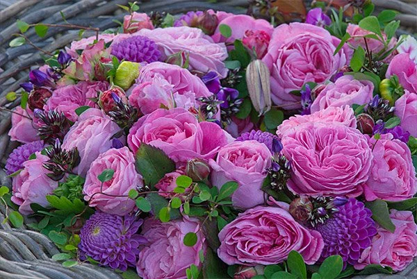 Rosengräfin Marie Henriette®