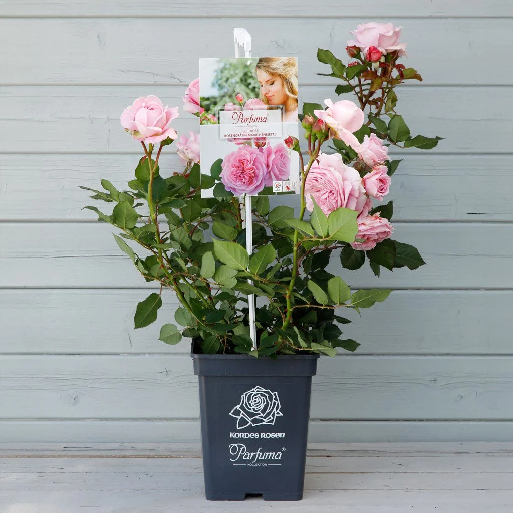 Rosengräfin Marie Henriette® im 5-Liter-Container