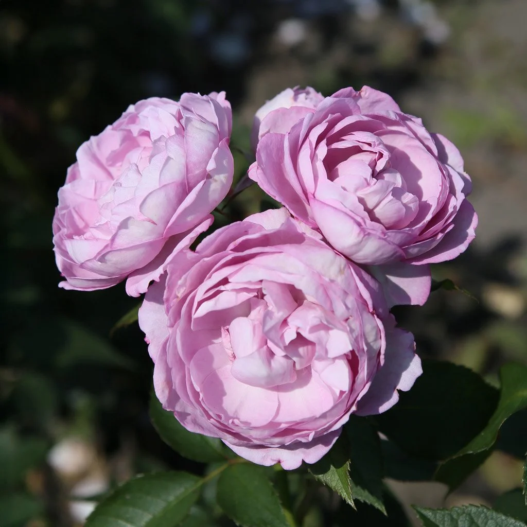Herzogin Dorothea