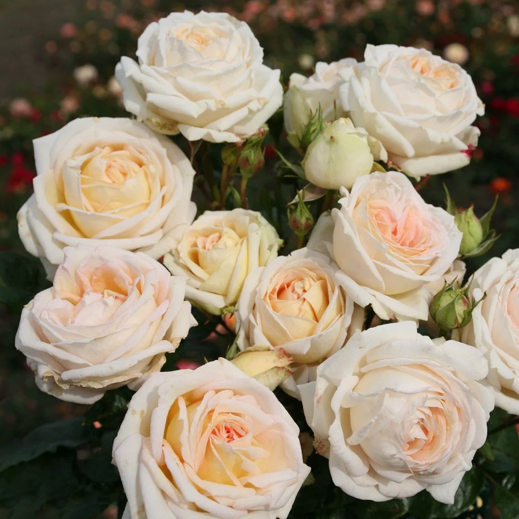 Madame-Anisette_04.jpg
