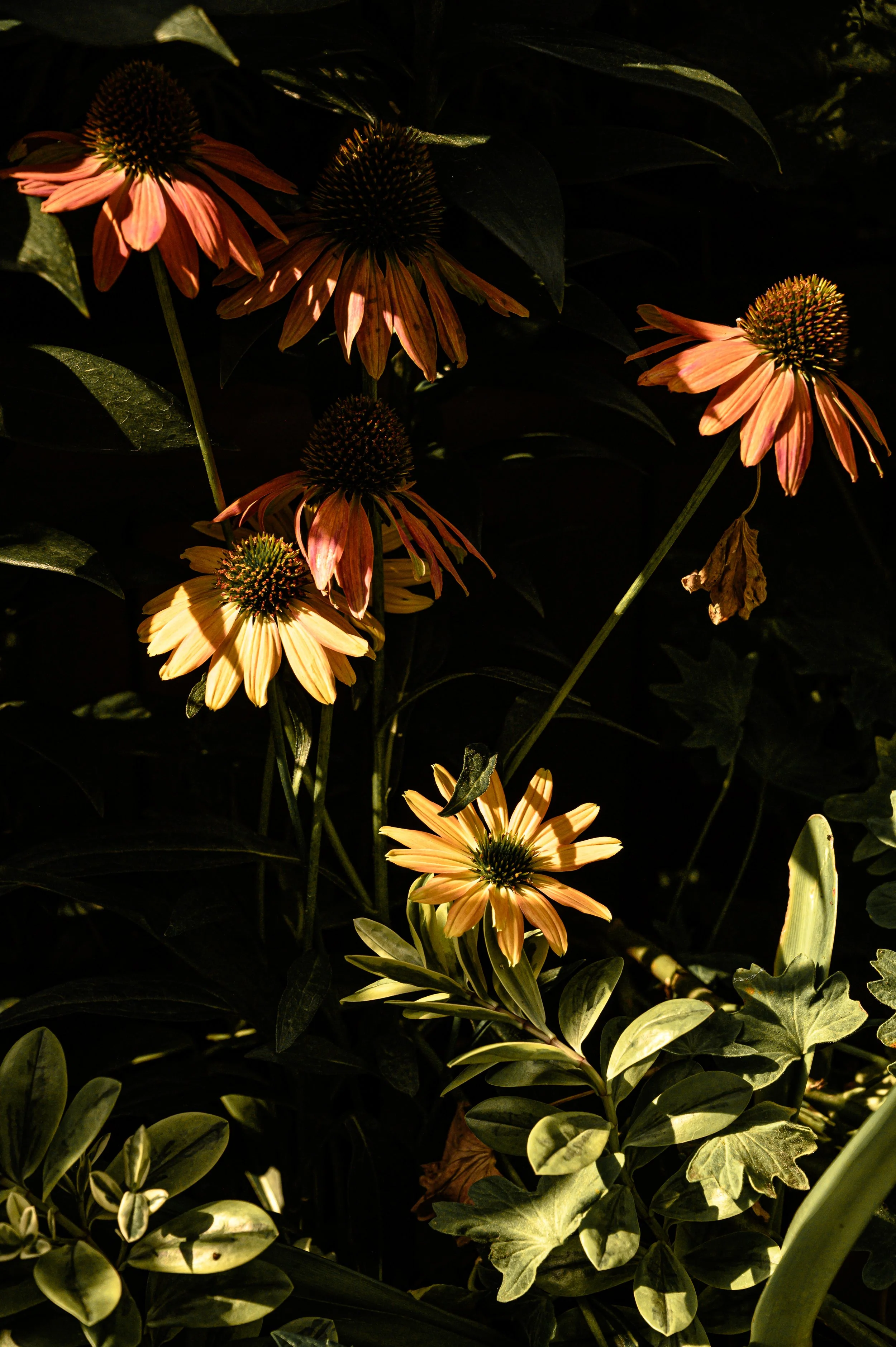 DSC_5535.jpg