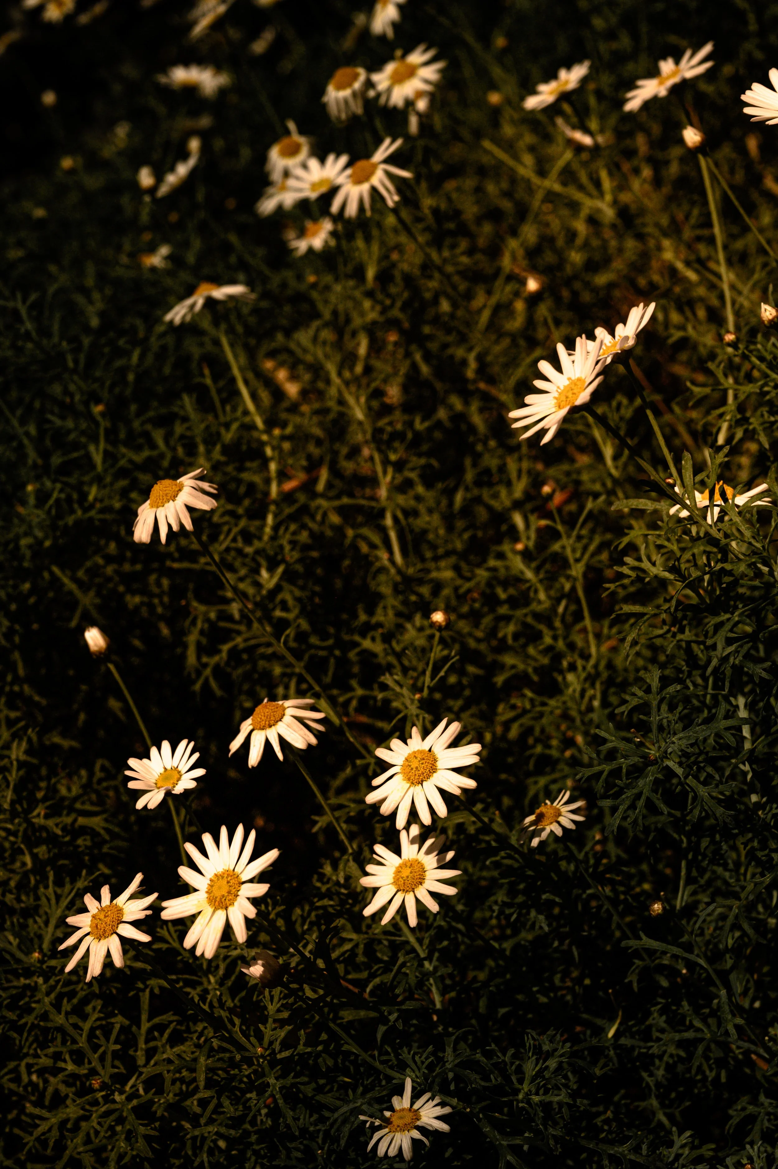 DSC_5524.jpg