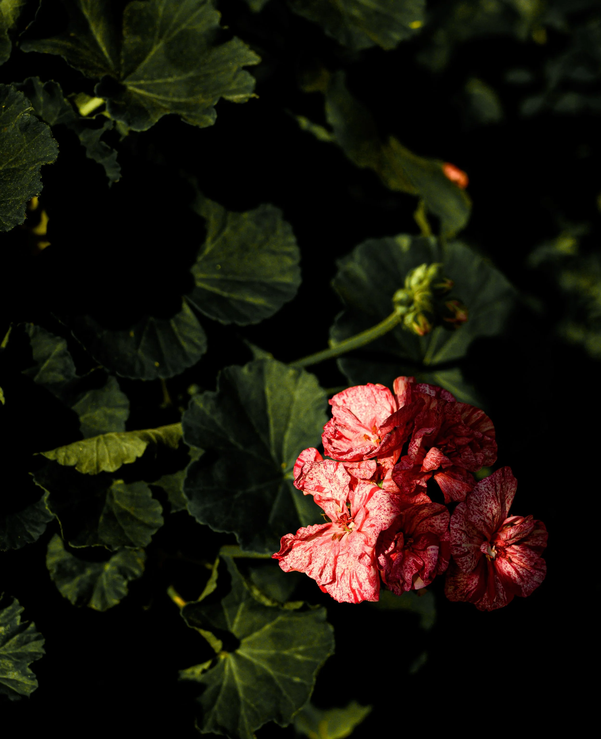 DSC_5548.jpg