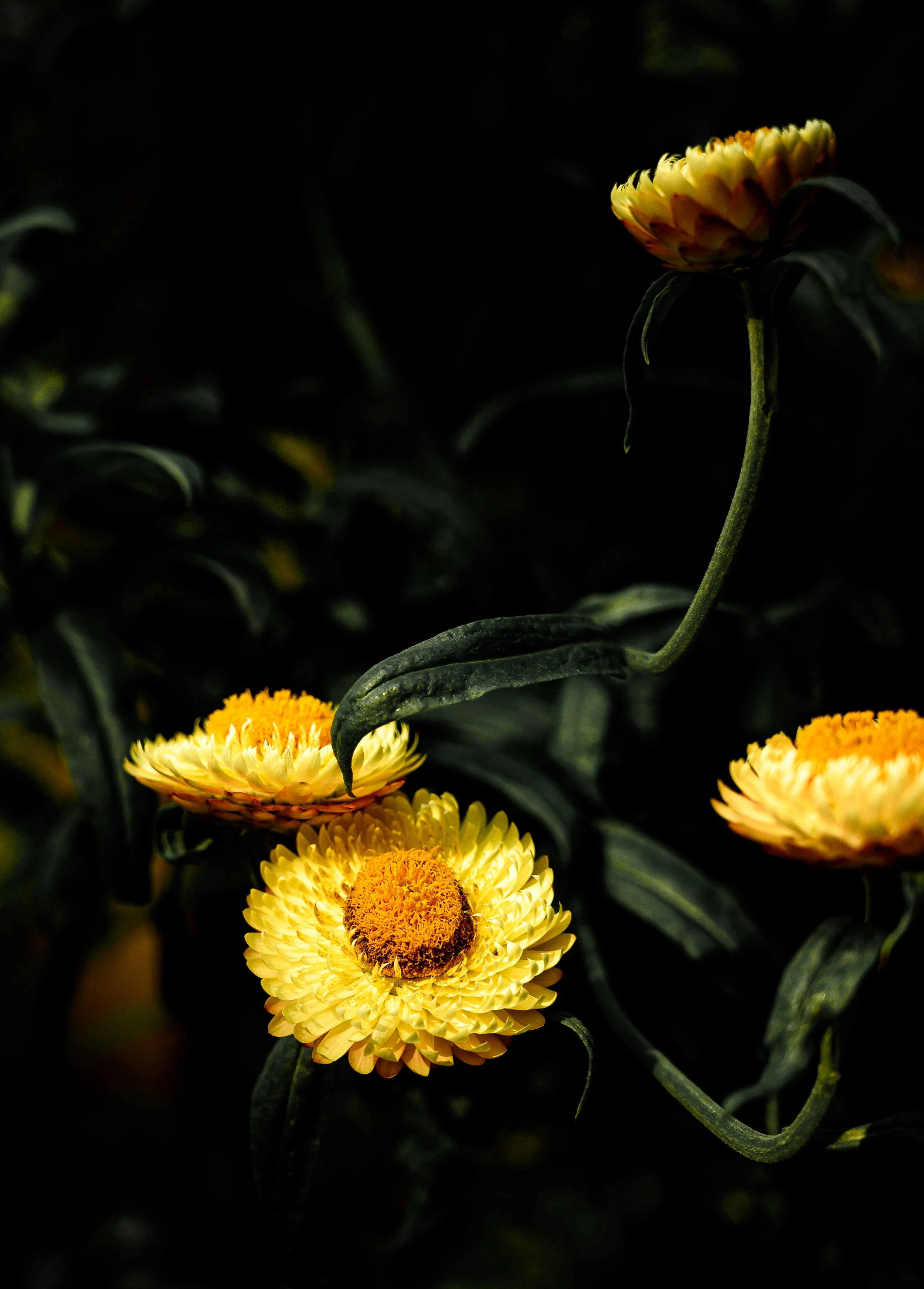 DSC_5563.jpg