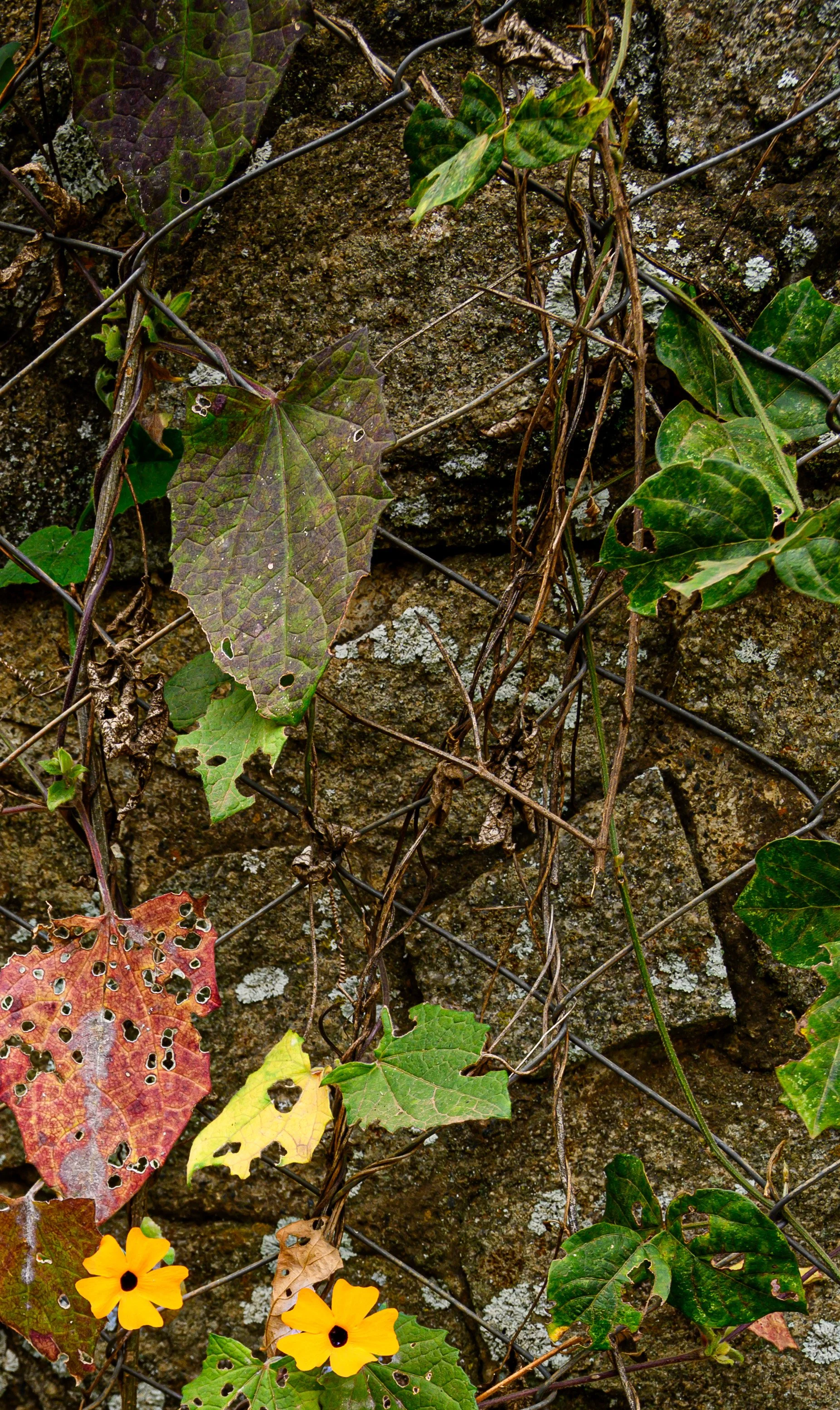 DSC_2706.jpg
