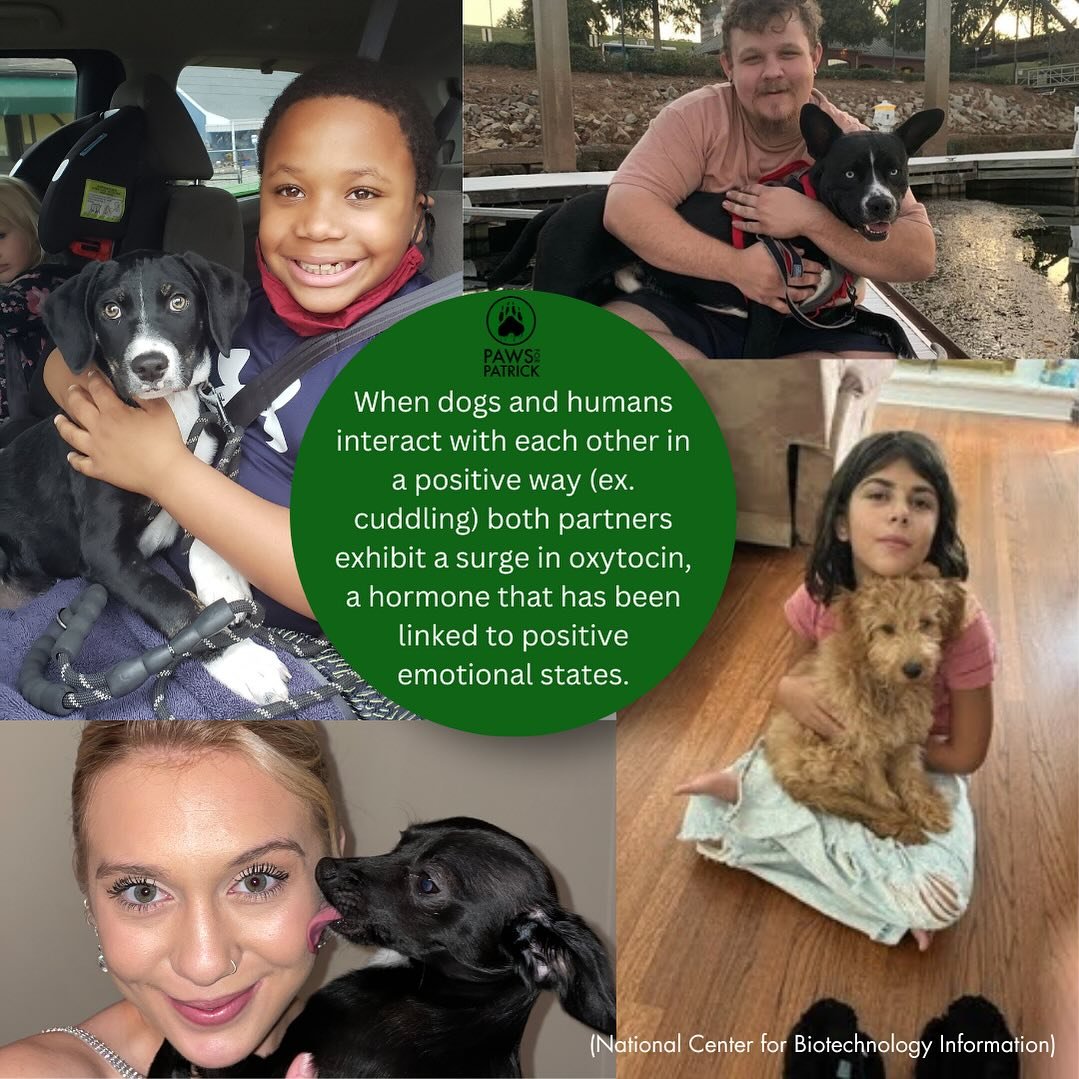 When humans and dogs interact with each other in a positive way, they both exhibit a surge in oxytocin, a hormone related to positive emotional states. 🧠✨💡 

#mentalhealthawareness #mentalhealthawarenessmonth #emotionalsupportanimal #pawsforpatrick