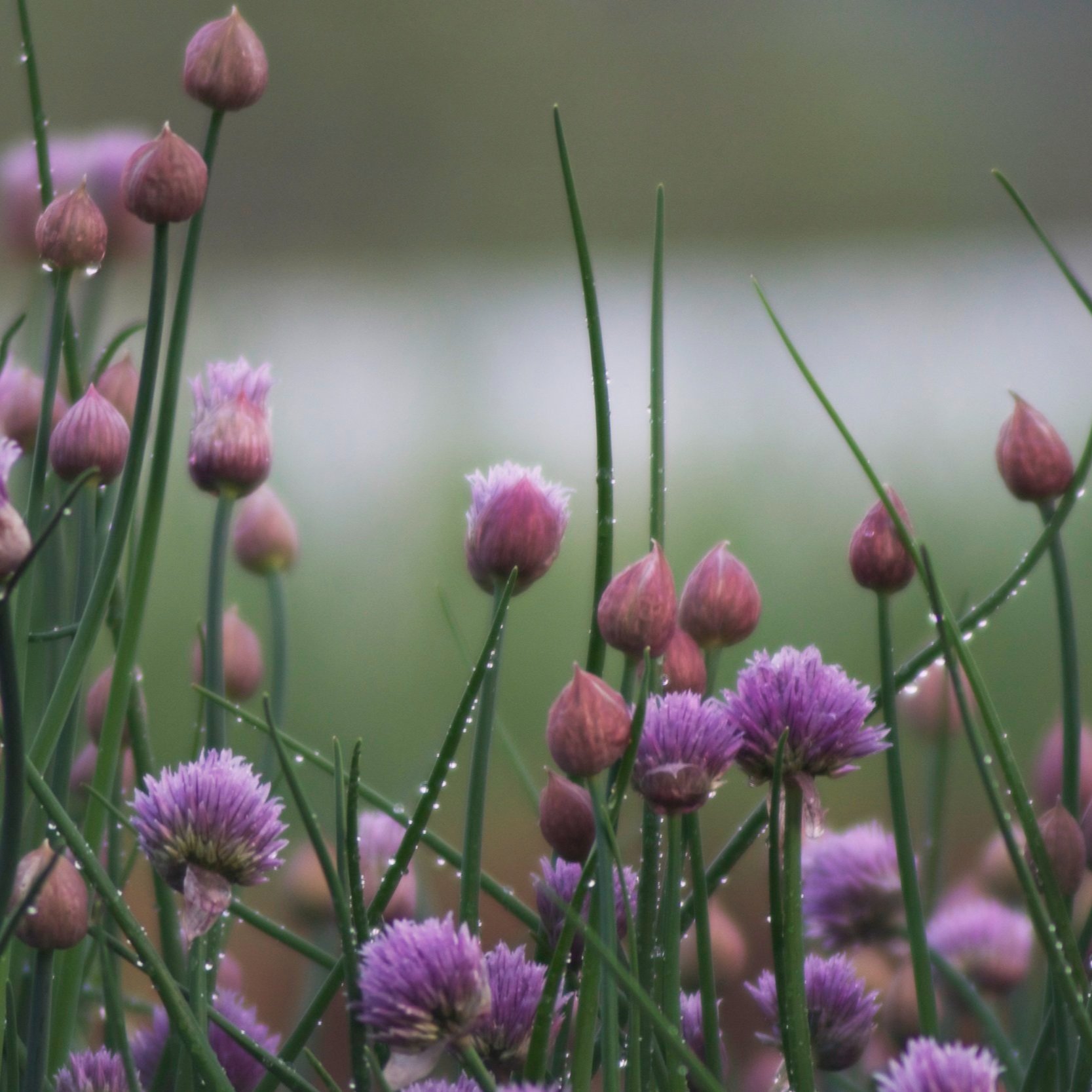 chive+blossoms+and+rain+drops+1+%282%29.jpg
