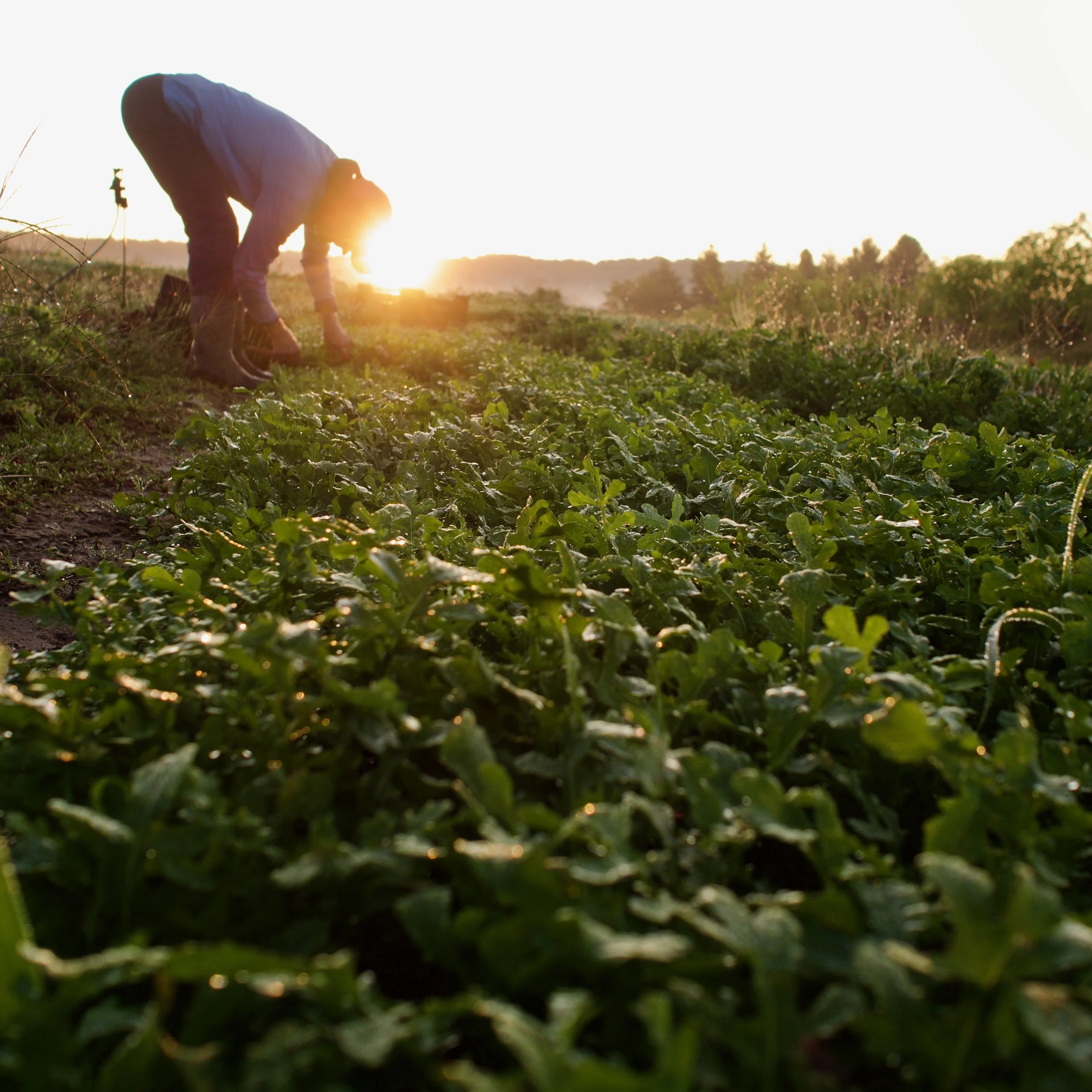 Events — Farm Club