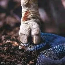 The Promise of Deliverance Part II (La Promesse de la Délivrance, Partie II)