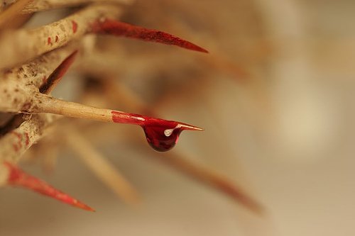 Praise for the Precious Blood (Louange pour le Sang Précieux)