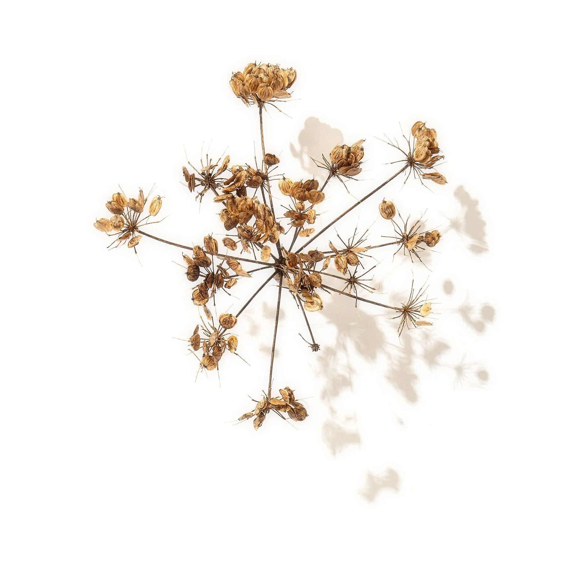 Seed Head IV