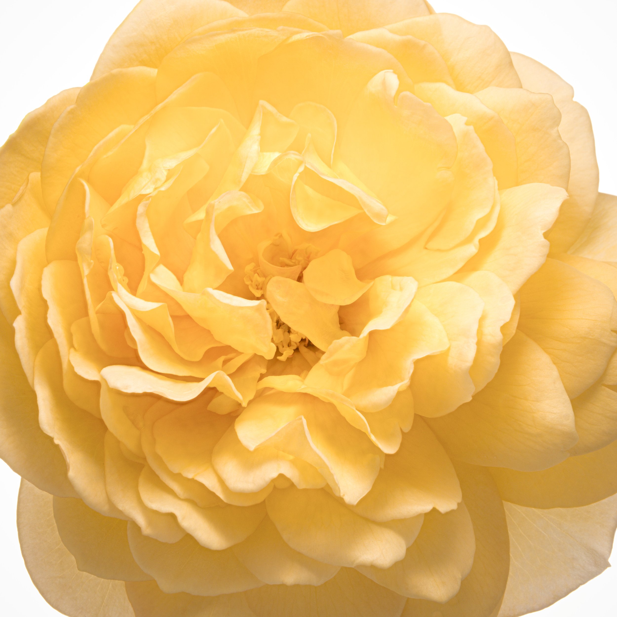 Sunny Rose