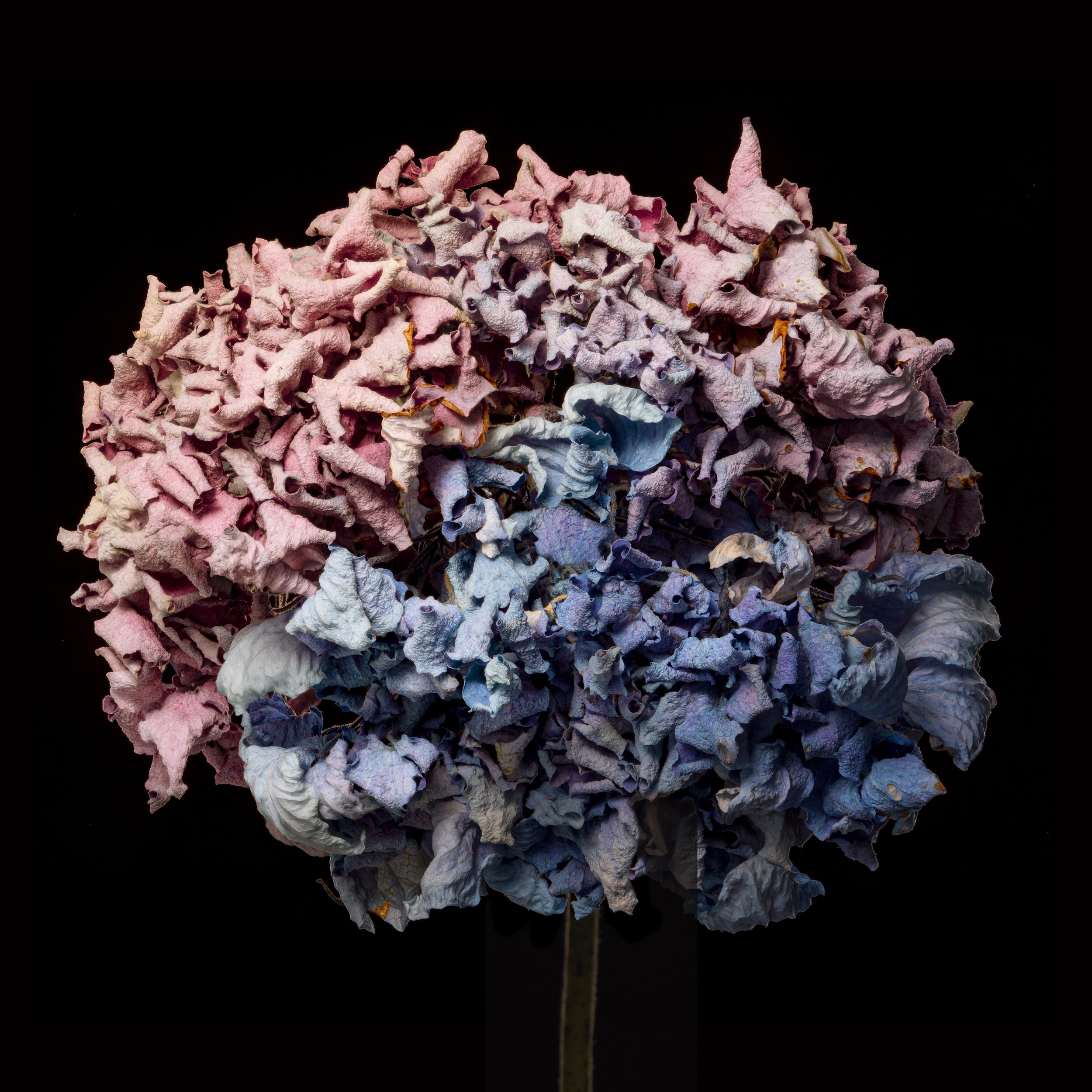 Bi-Colour Hydrangea