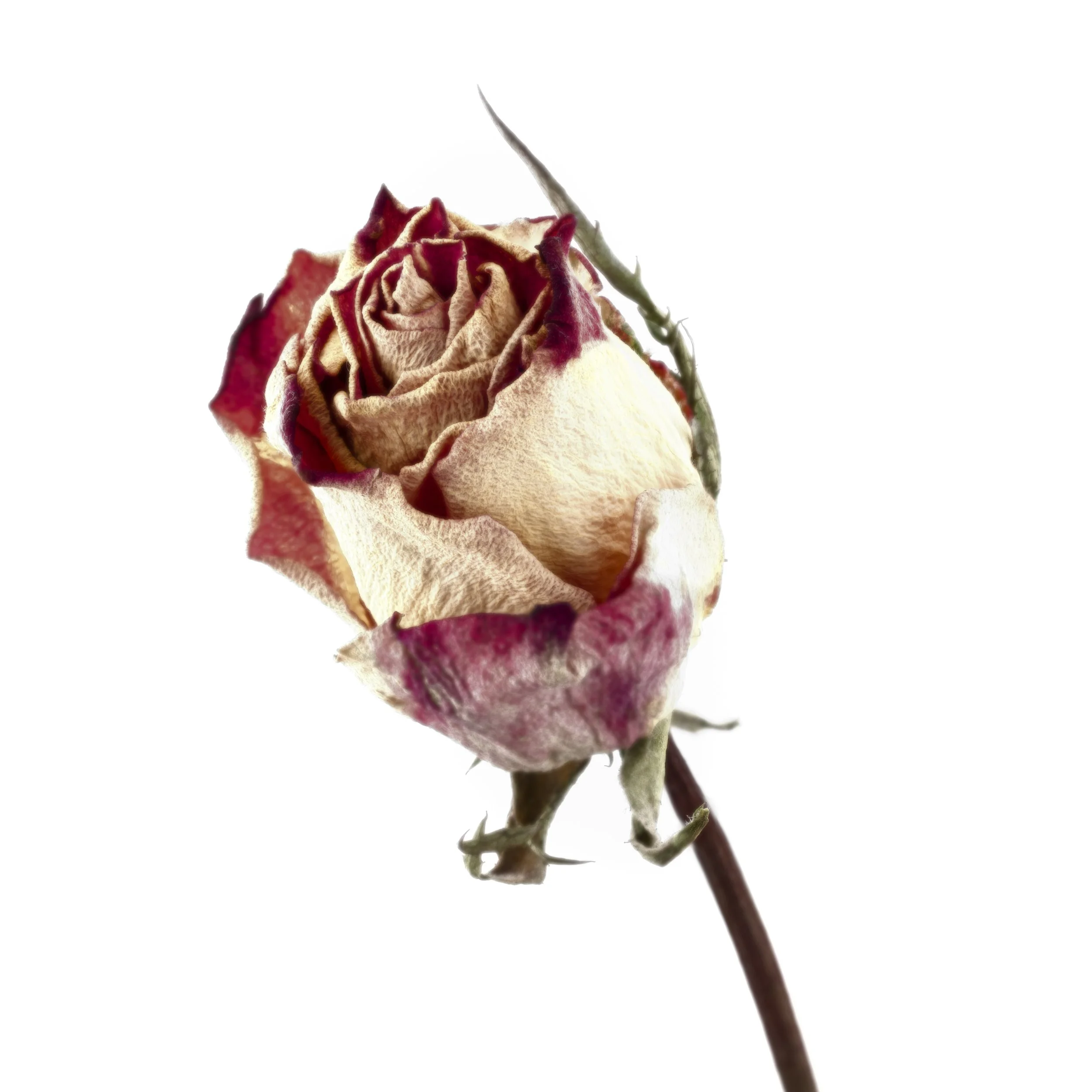 The Final Image
