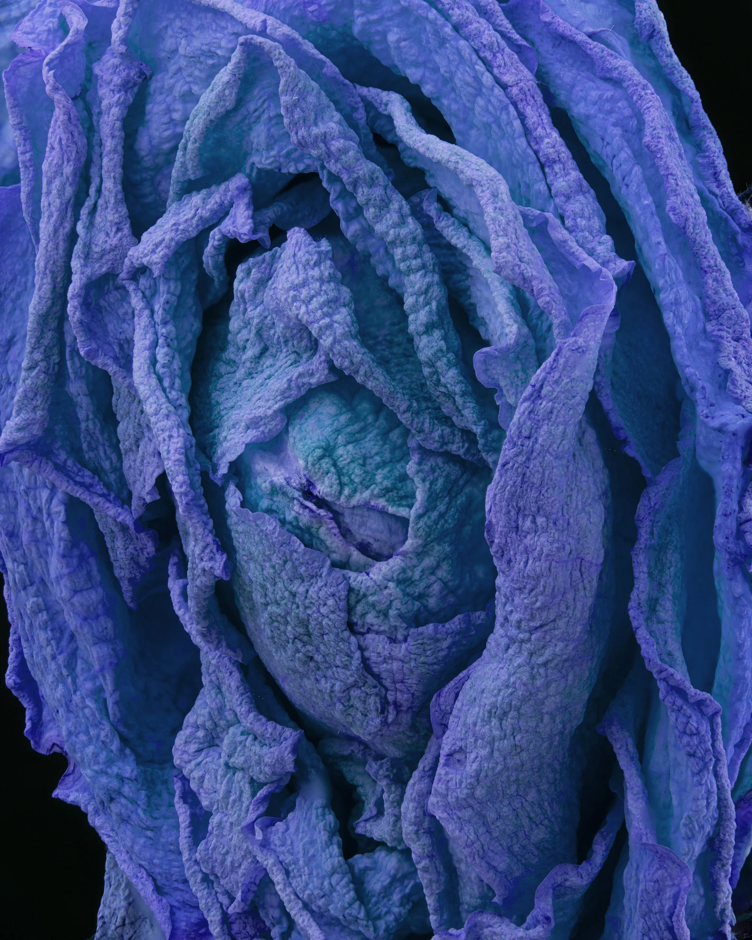 Blue Rose