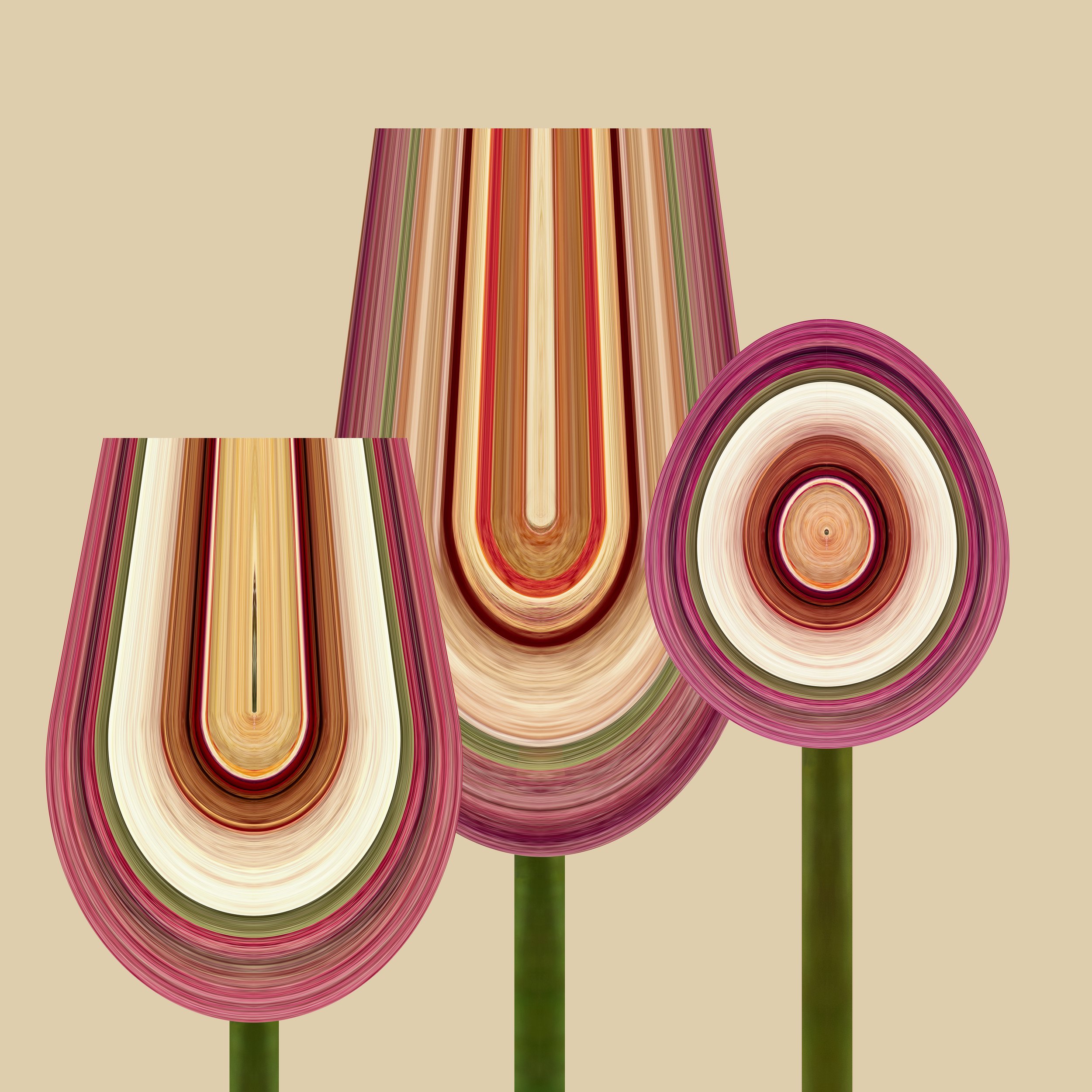 Rose Buds