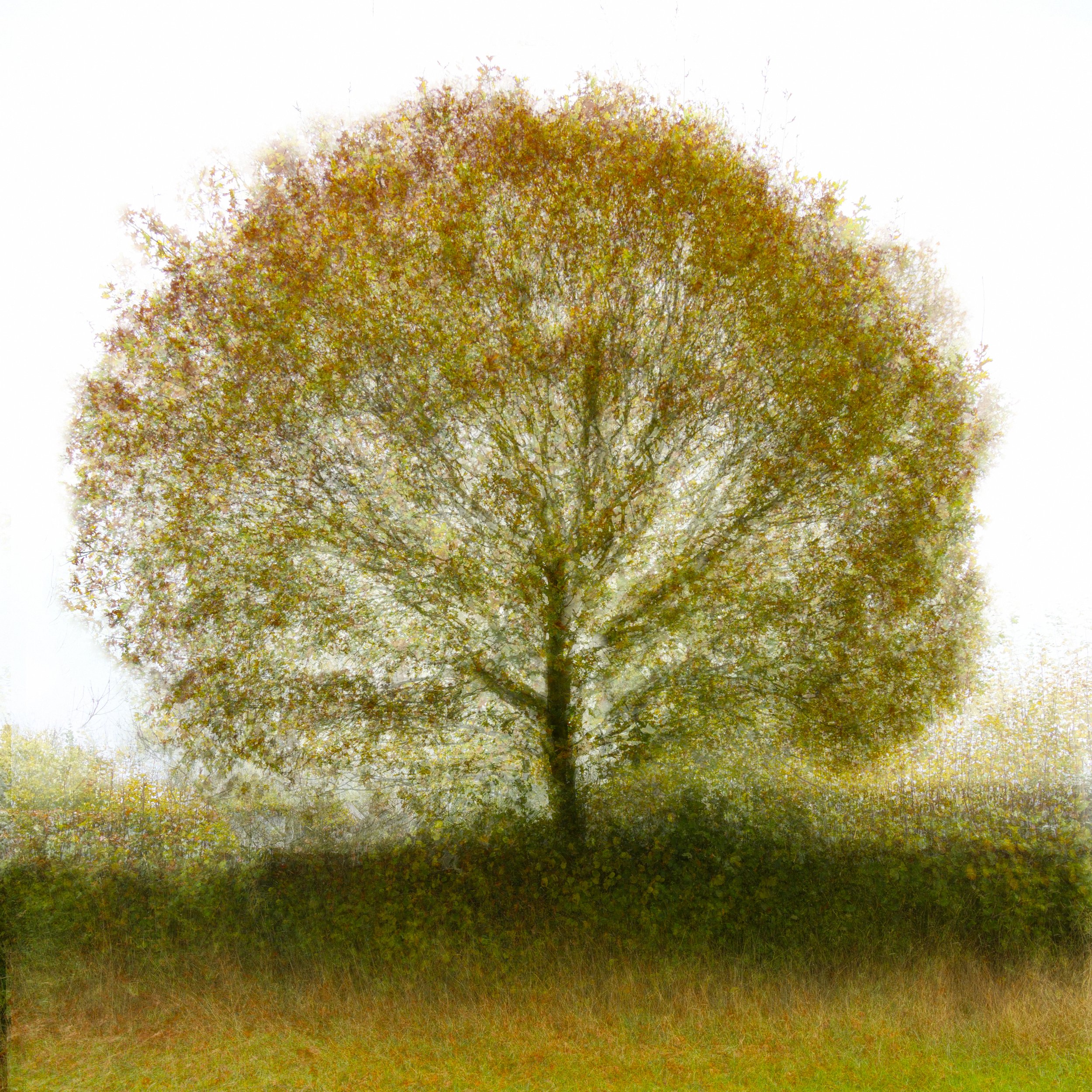 Misty Oak