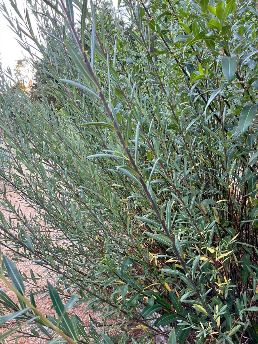 Daphnoides_Web_04.jpg