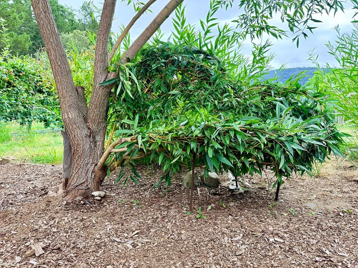 LivingStructure_Bench_03.jpg