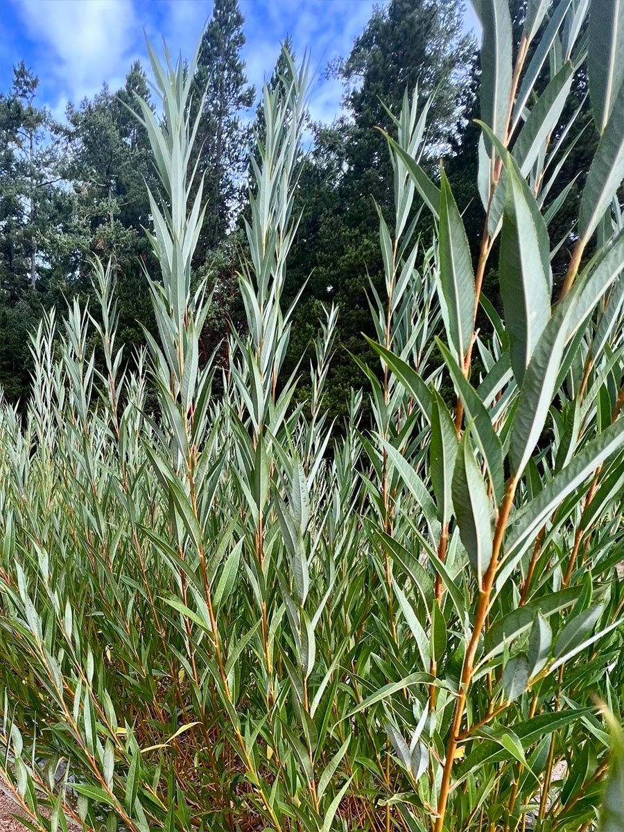 Natural_Web_05.jpg