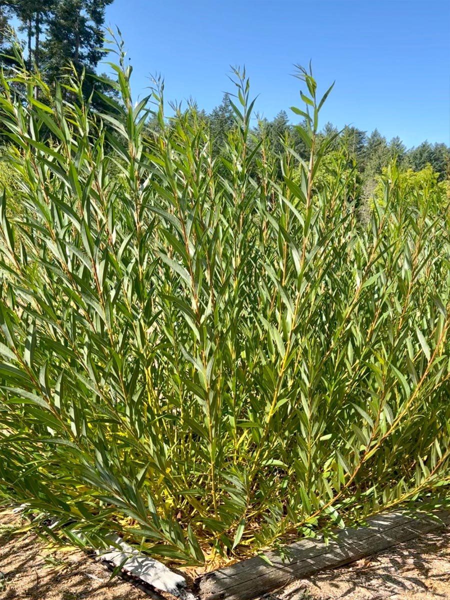 Natural_Web_03.jpg