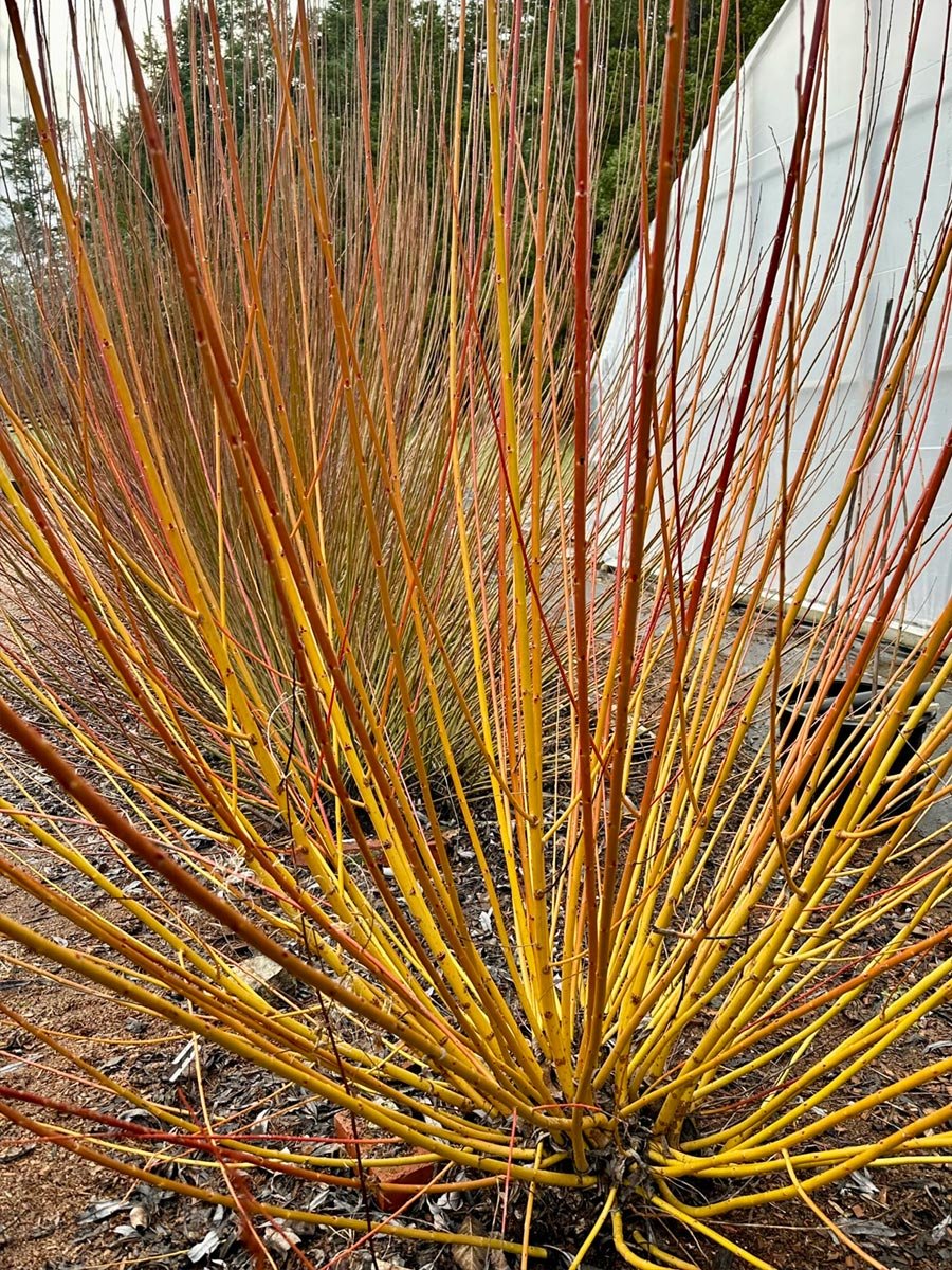 Natural_Web_02.jpg