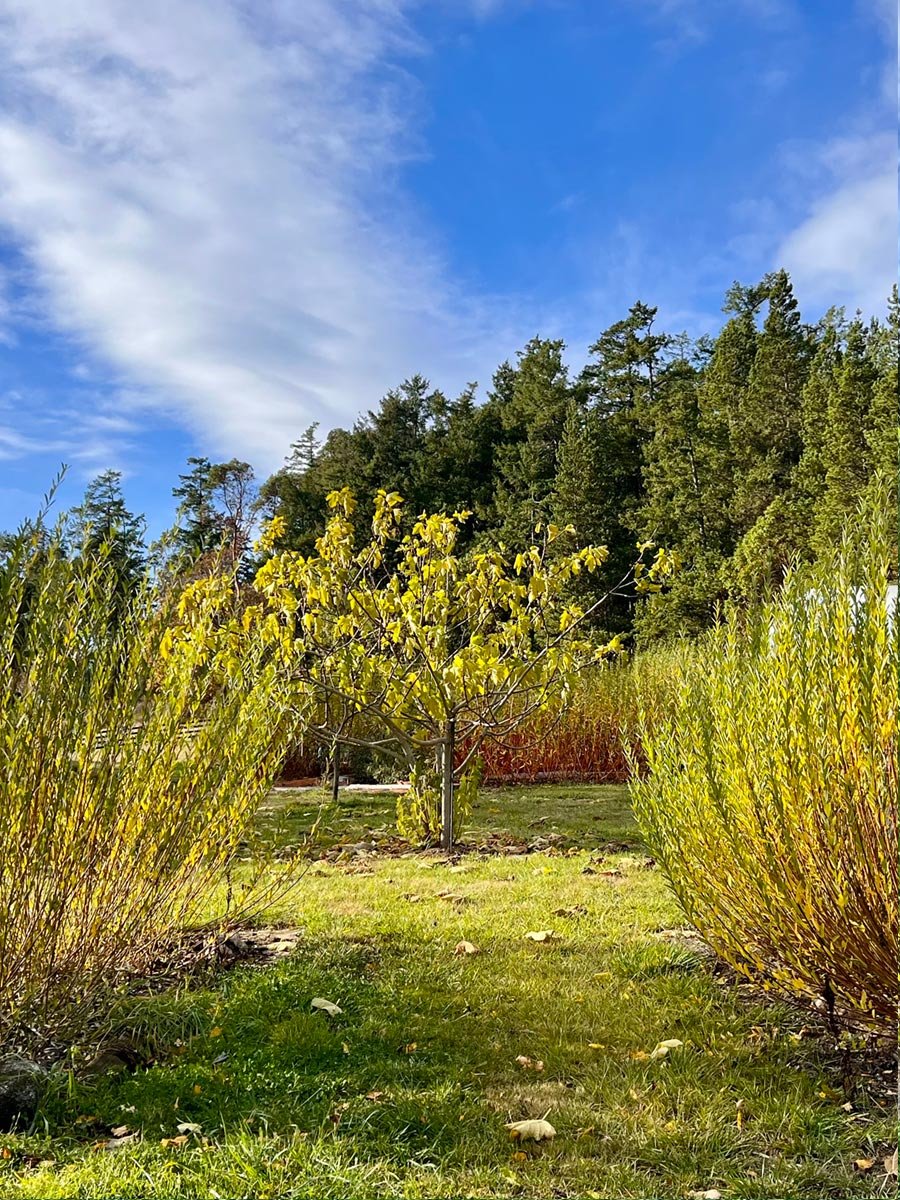 DickeyMeadows_Web_04.jpg