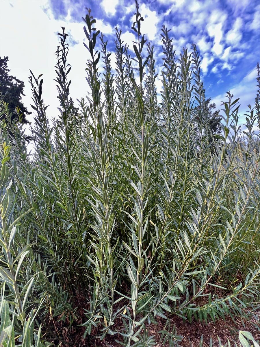 Daphnoides_Web_01.jpg