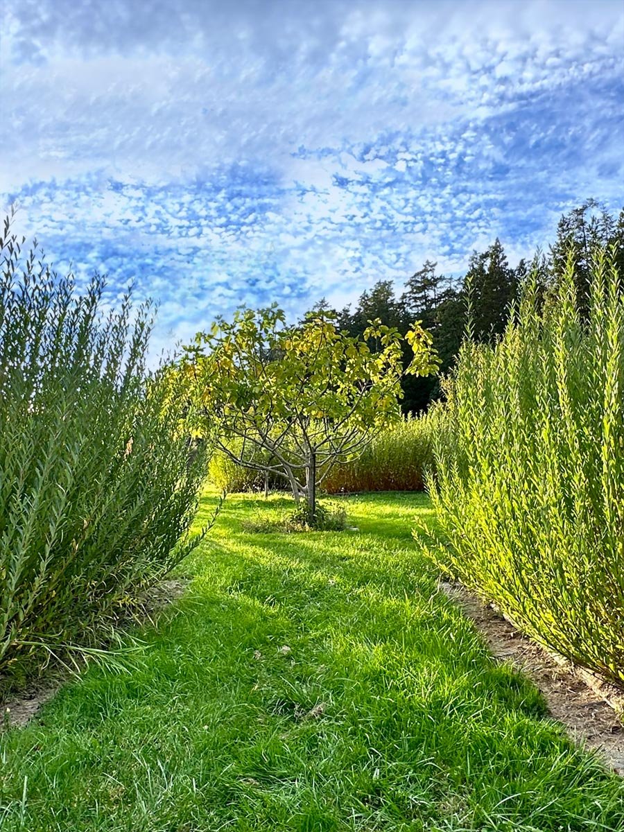 DickeyMeadows_Web_03.jpg