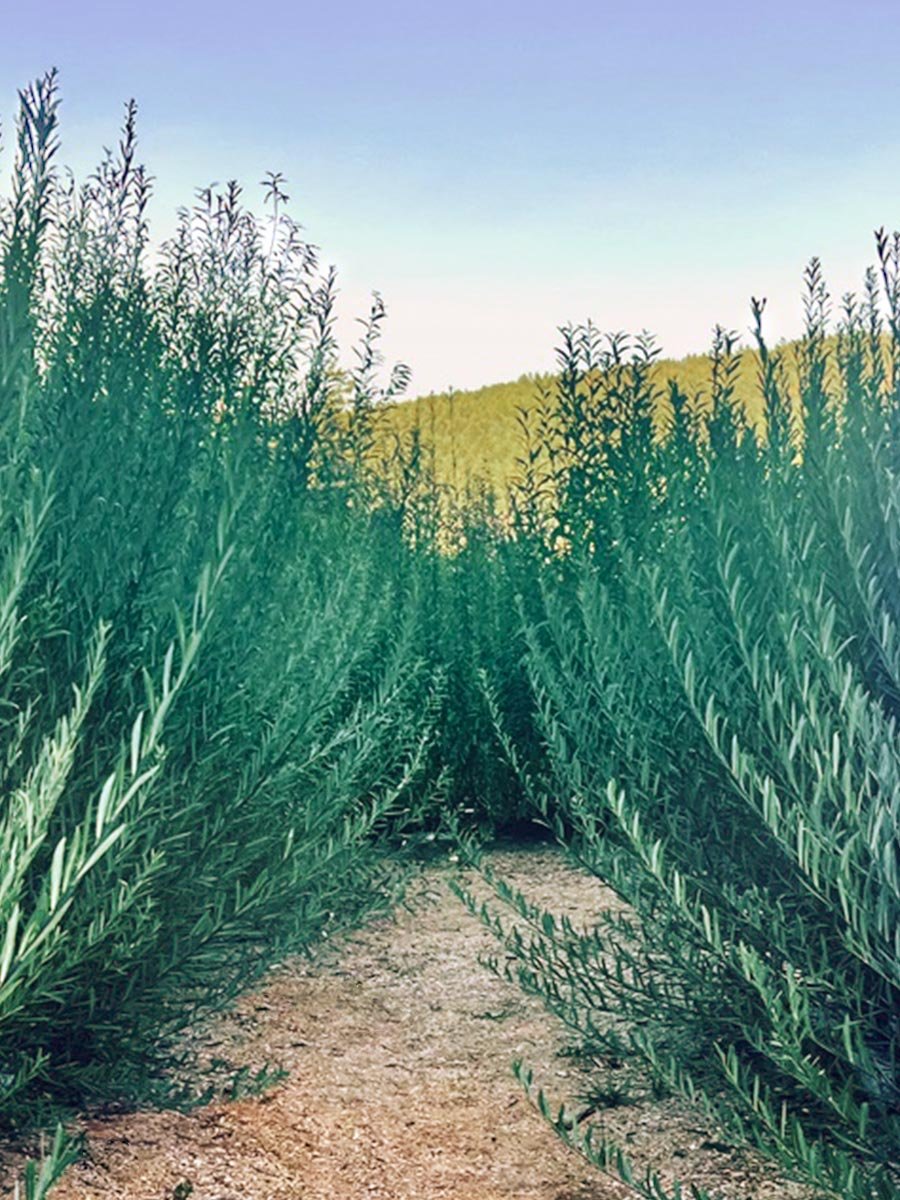 Daphnoides_Web_02.jpg